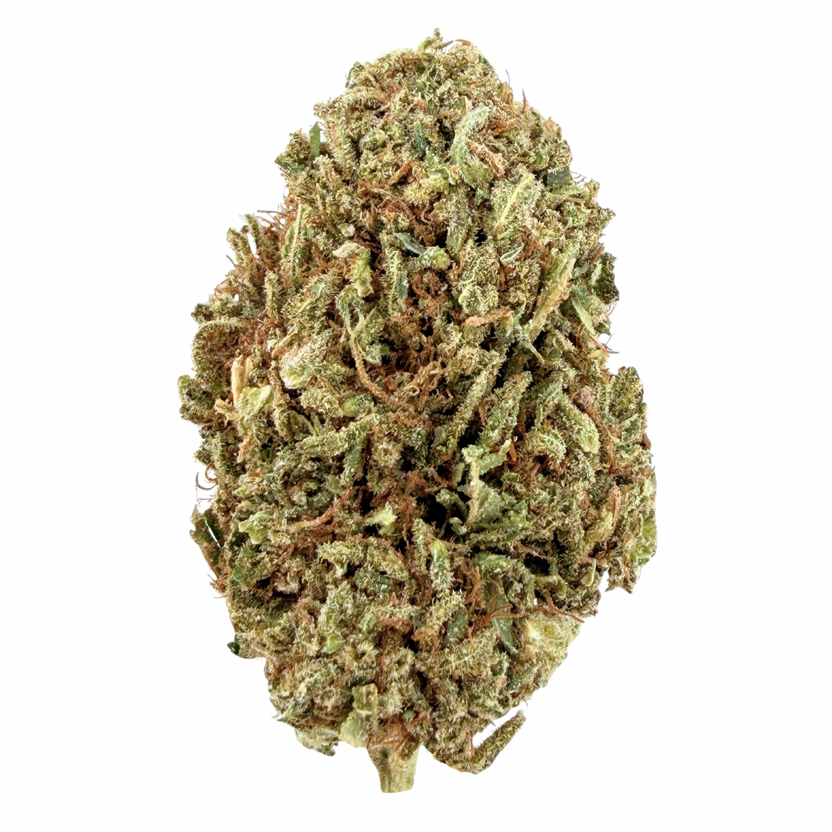 Tropicana Cherry- Hybrid (Wholesale)