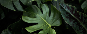 Hemp Paper vs Traditional Paper: A Sustainable Solution to Deforestation