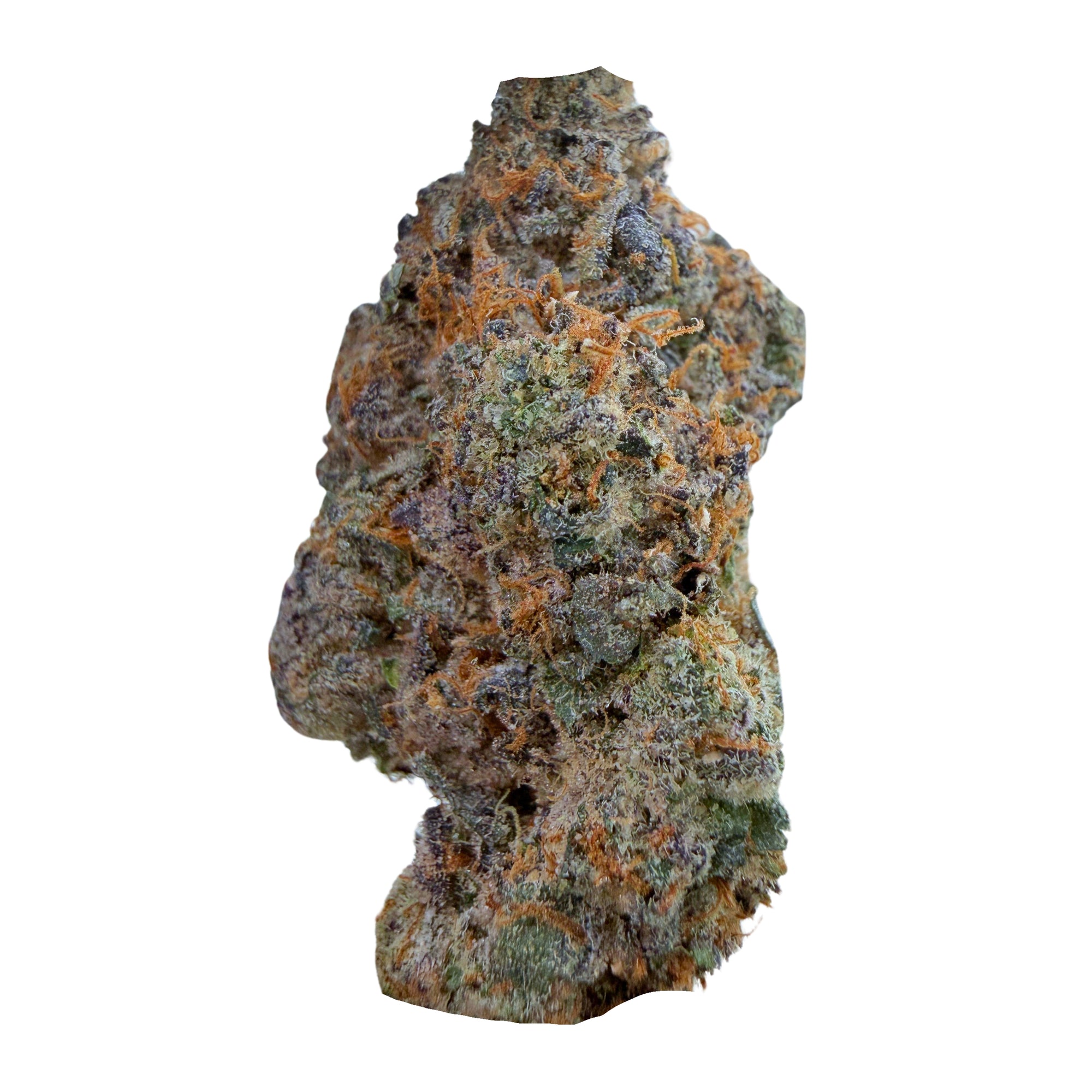 Best Creamlato- Hybrid