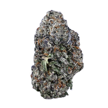 Gelato 41 - Hybrid ( Wholesale )