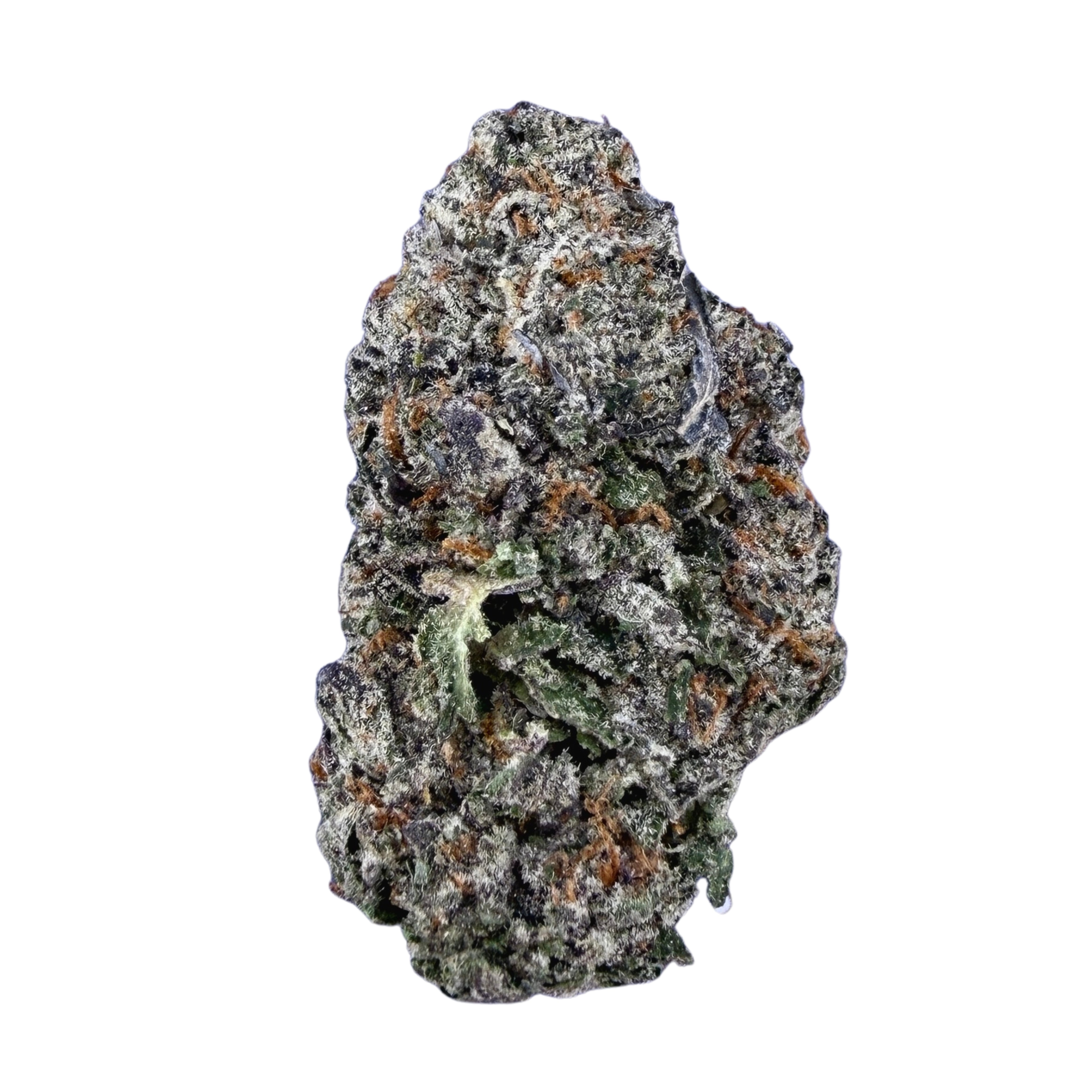 Gelato 41 - Hybrid ( Wholesale )