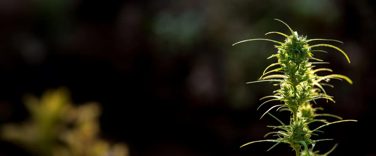 slider image 1621243260e1af0c20-0