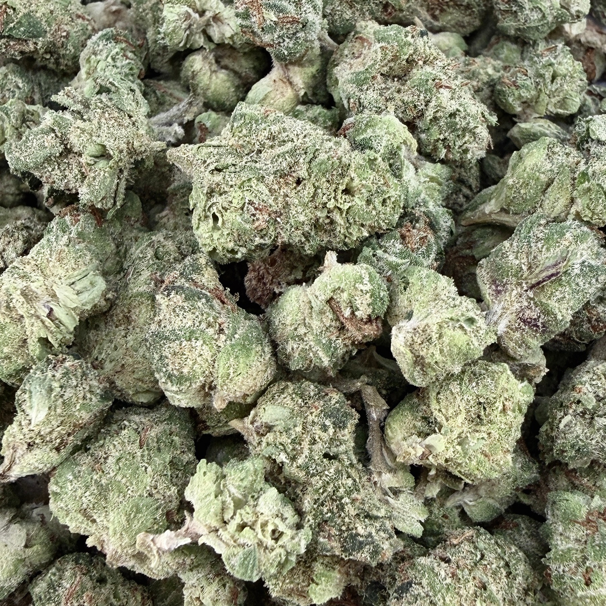 Garlicane Micro- Indica Hybrid