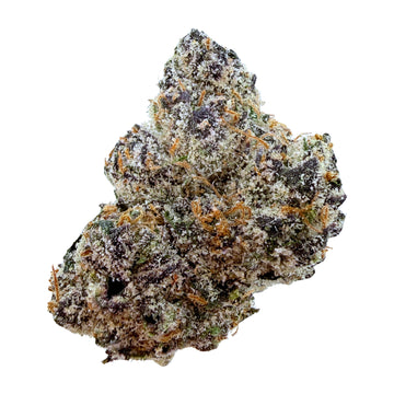 Gary Payton - Hybrid ( Wholesale )