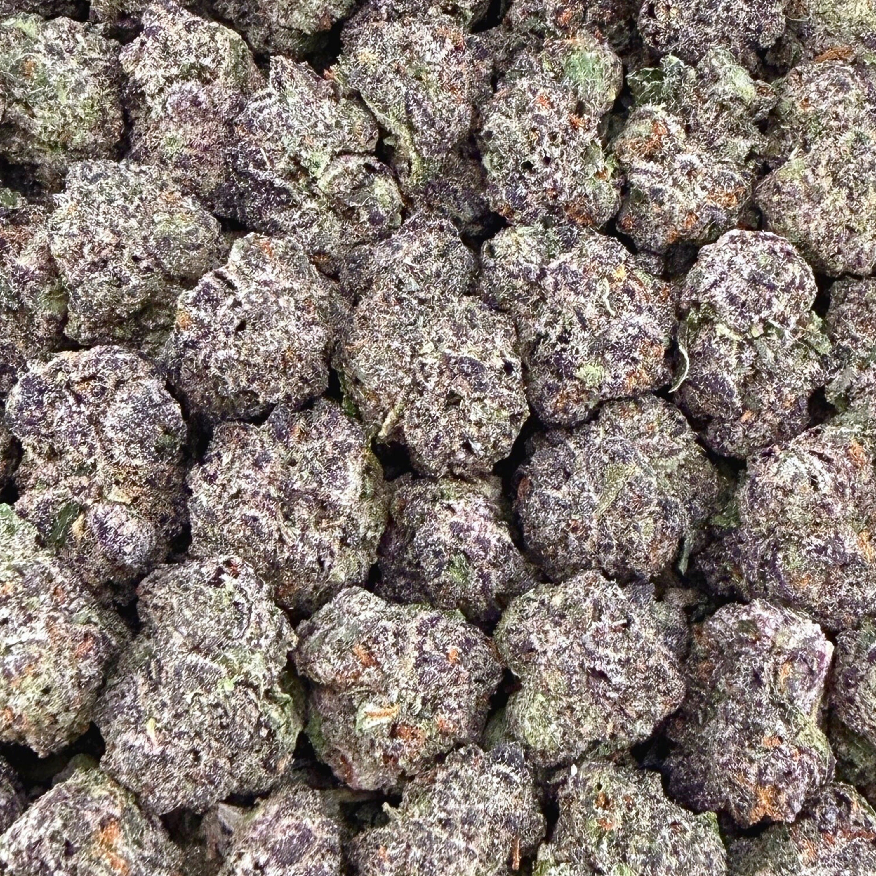 Gelato 41 Smalls- Hybrid (Wholesale)