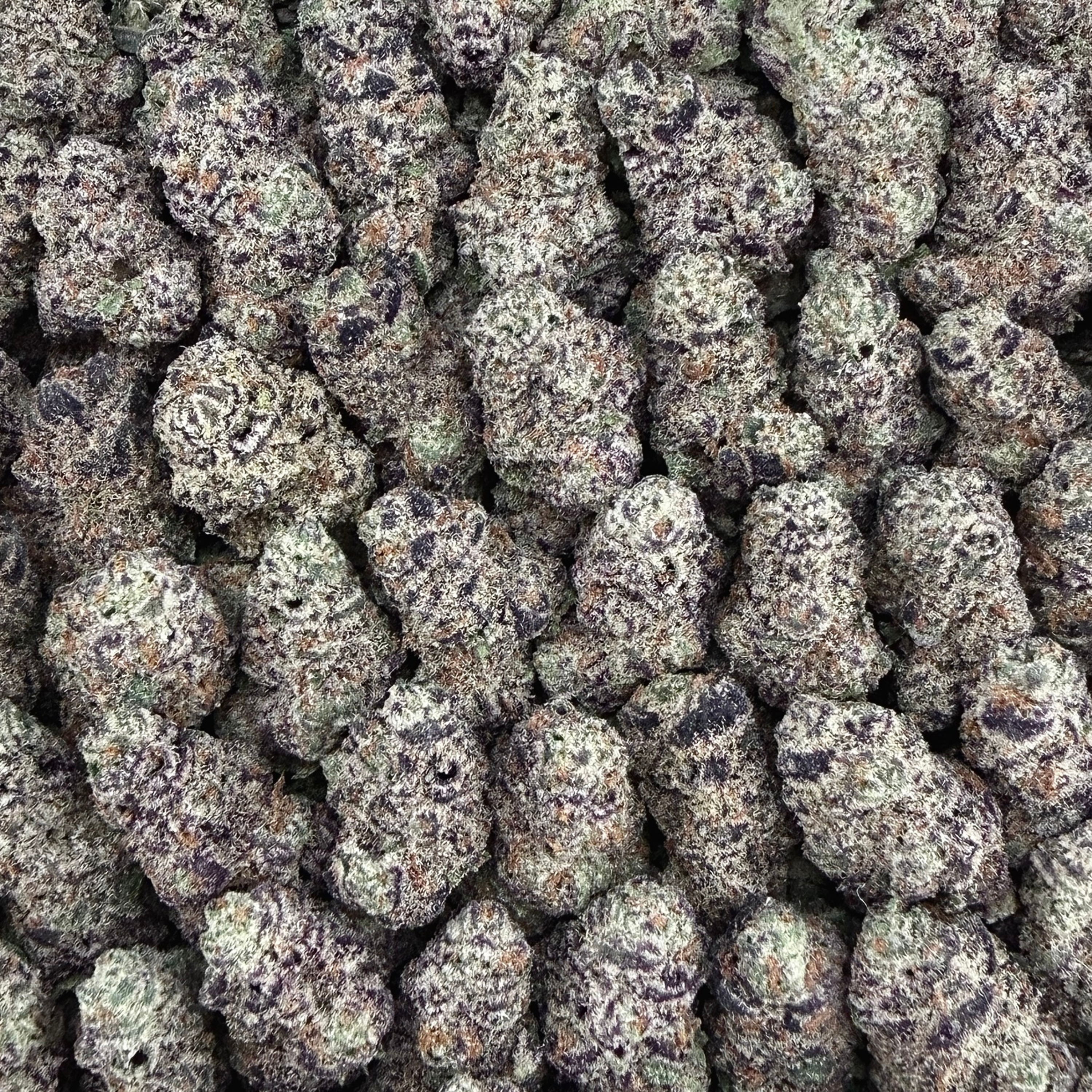 Glitter Bomb Smalls- Hybrid (Wholesale)