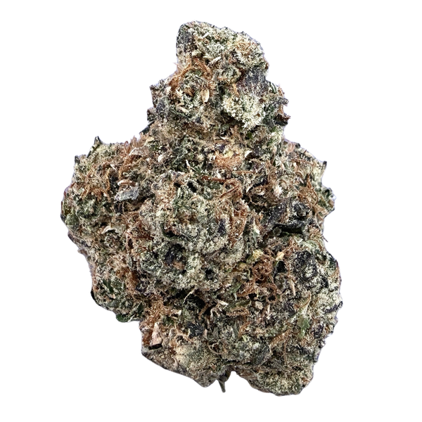 Jealousy Sherbet- Hybrid