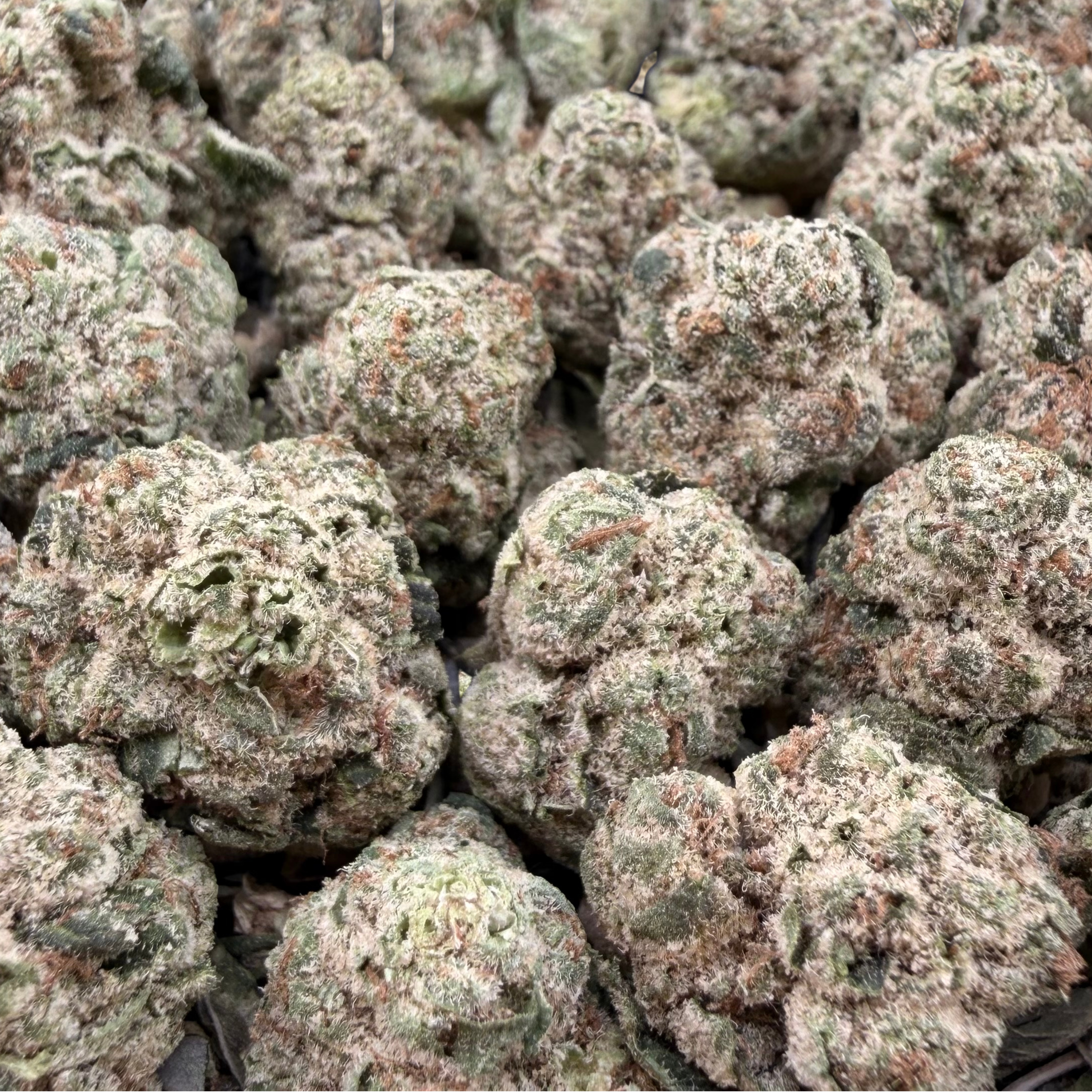 Jealousy Sherbet Smalls- Hybrid