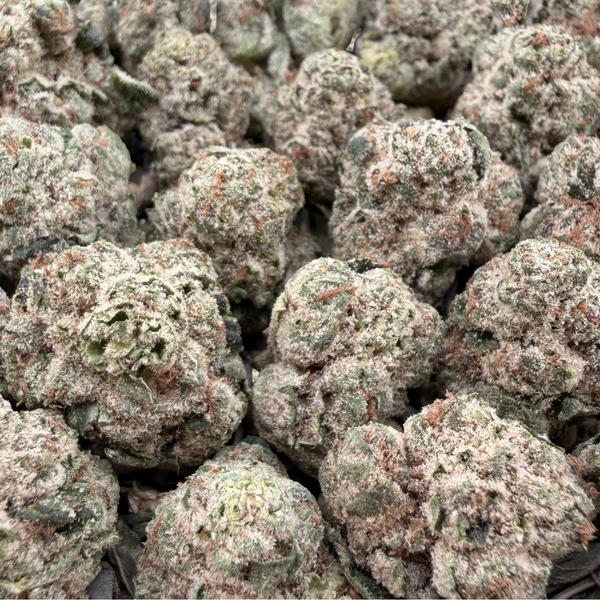 Jealousy Sherbet Smalls- Hybrid
