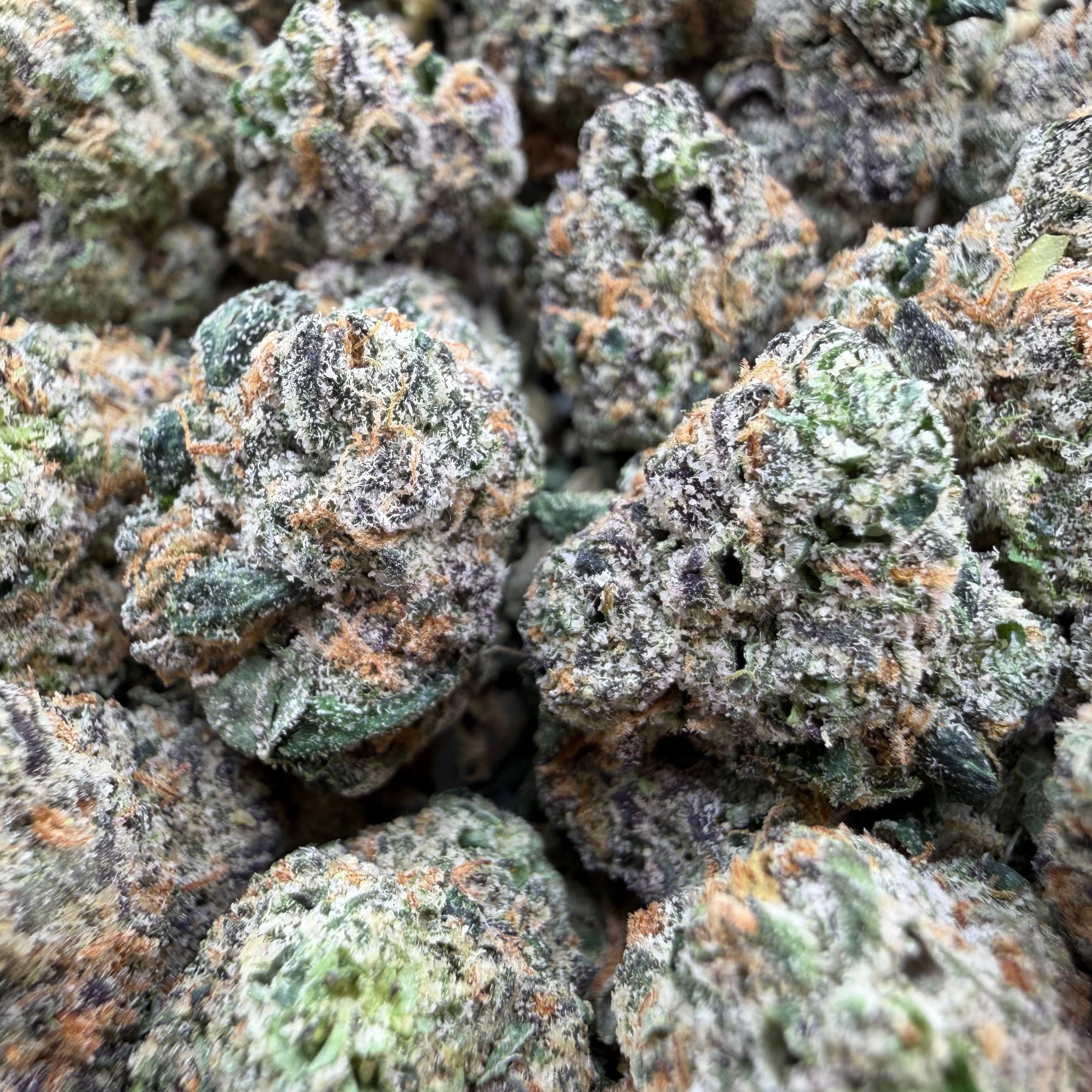 Lemon Cherry Gelato Smalls - Indica Hybrid (Wholesale)