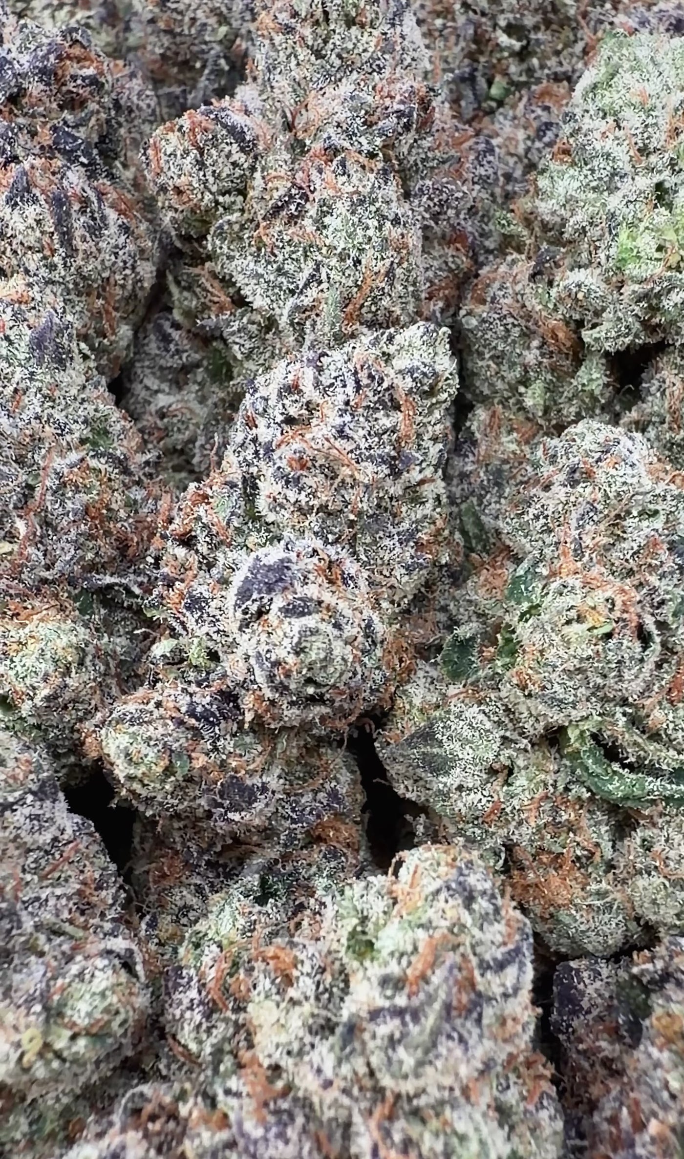 Super Runtz- Hybrid