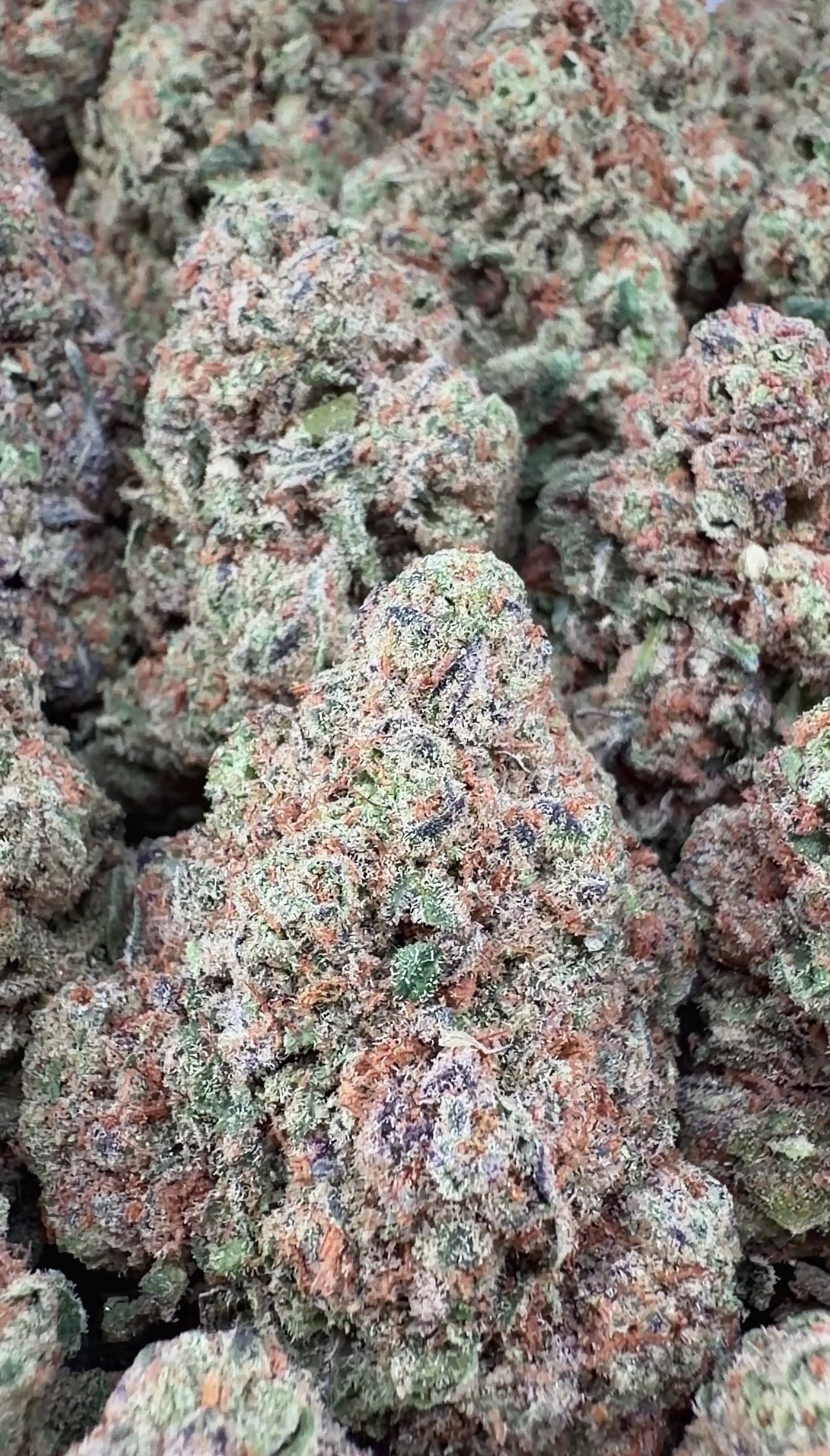 Glitter Bomb - Indica Hybrid