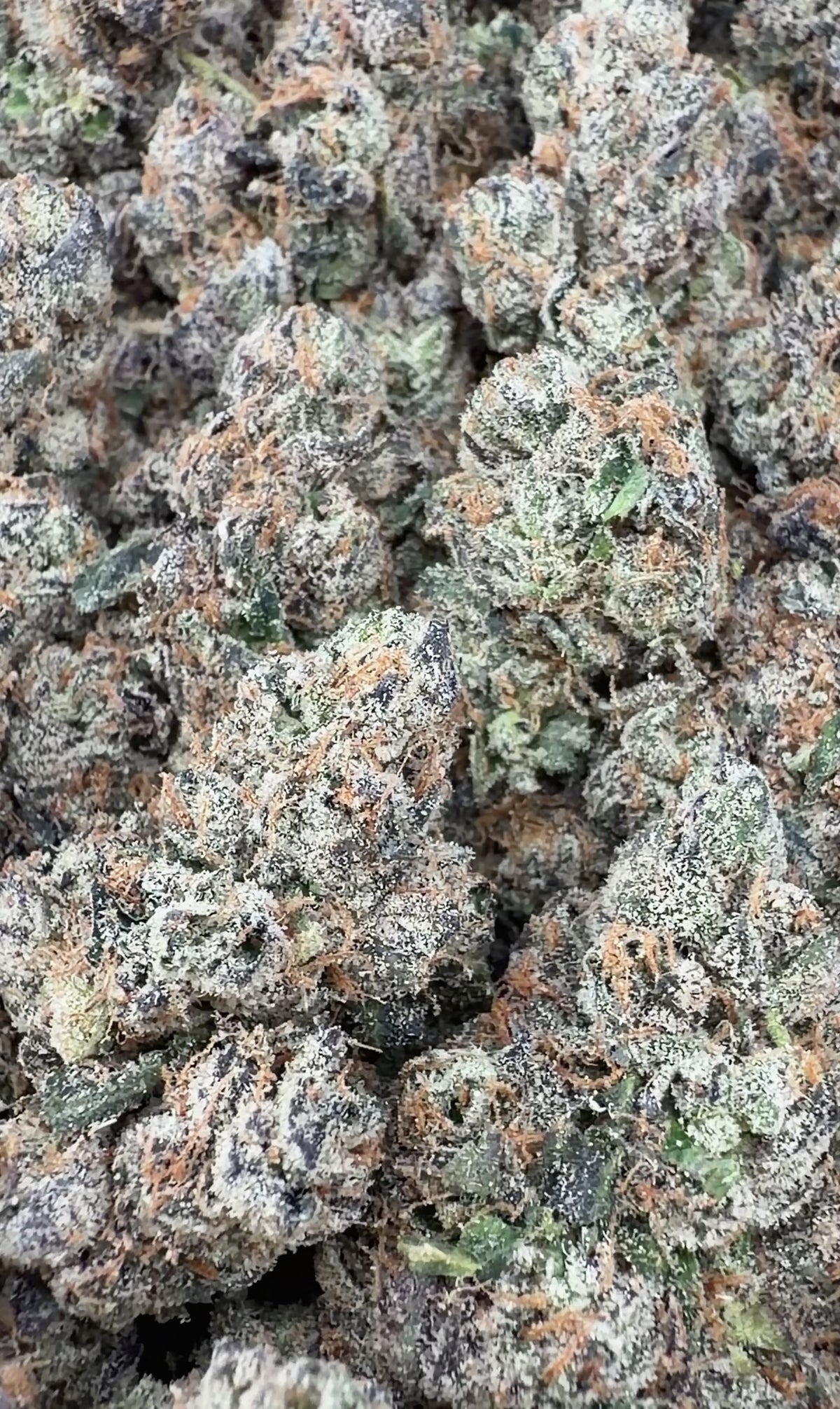 Bscotti- Indica Hybrid