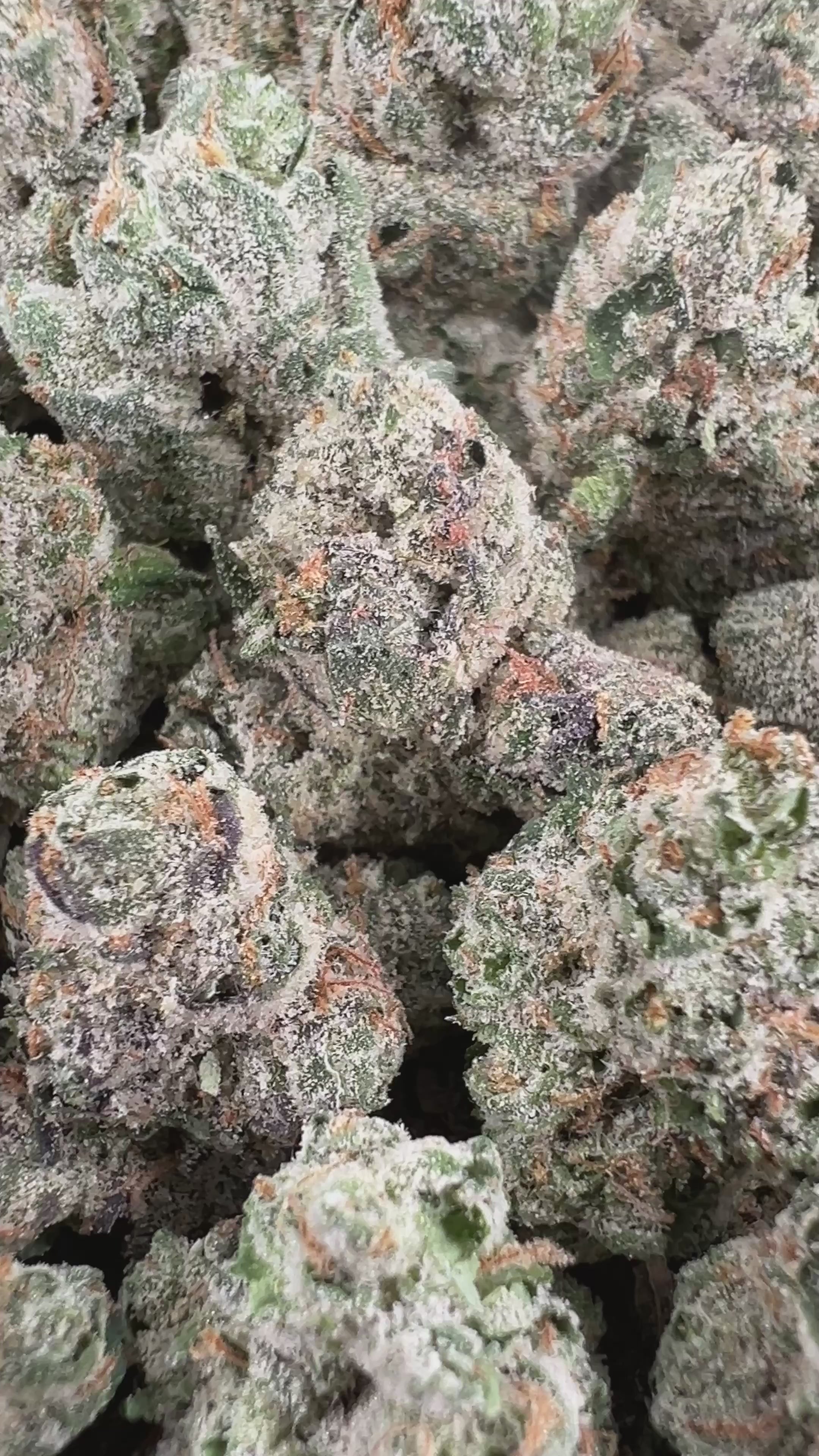 Gary Payton Smalls - Hybrid