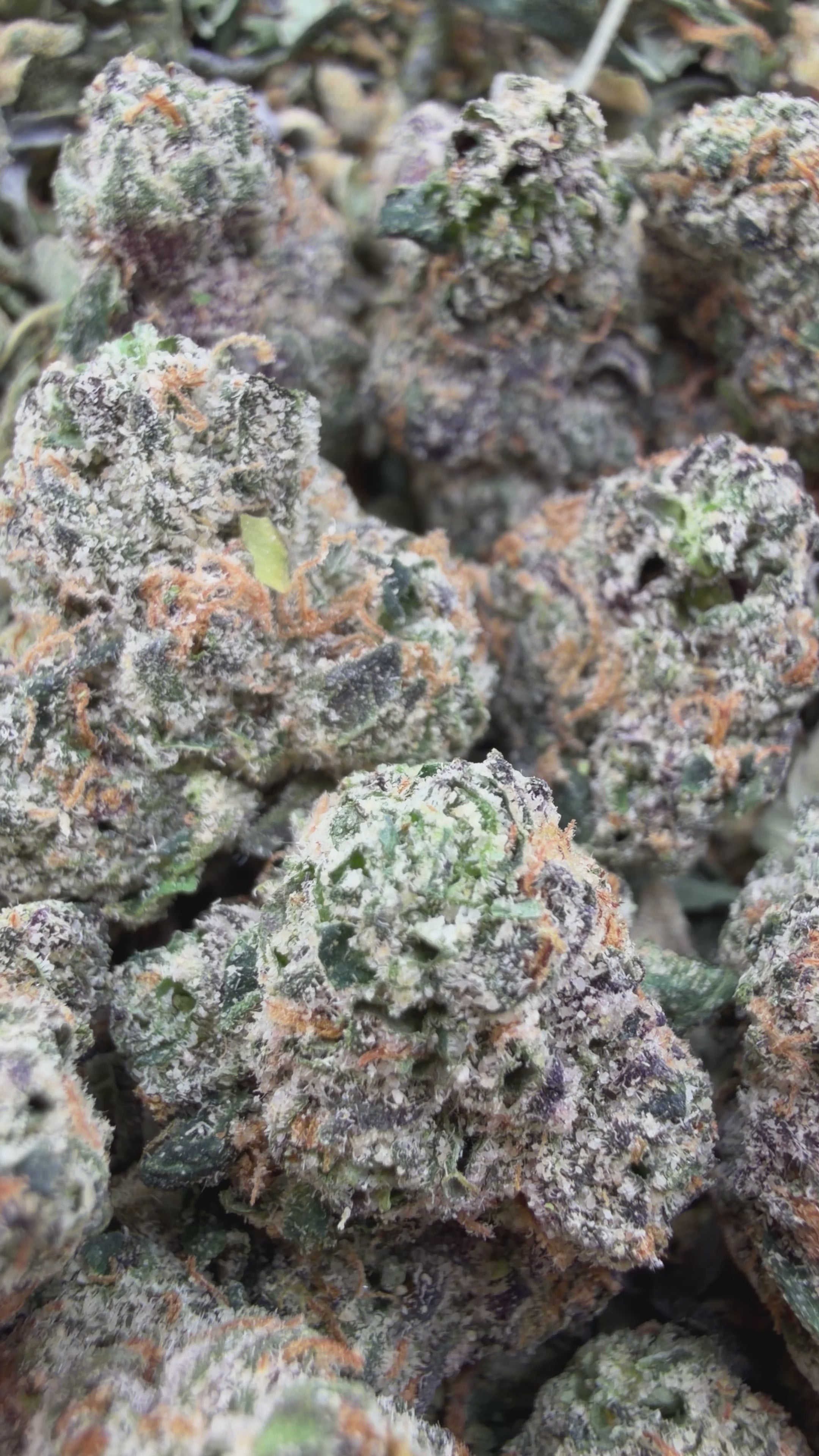 Lemon Cherry Gelato Smalls - Indica Hybrid (Wholesale)