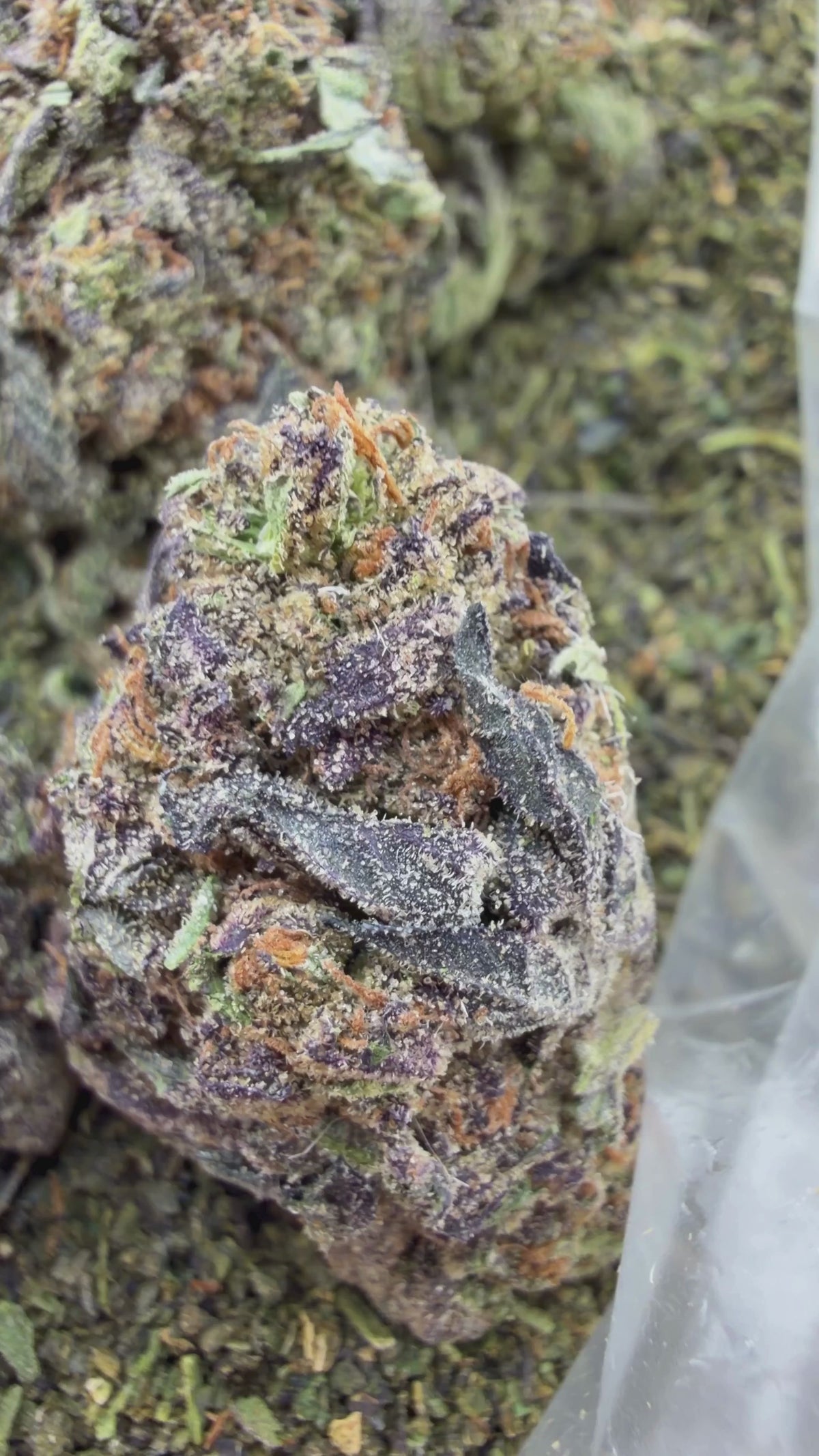 B-day Cake- Indica Hybrid