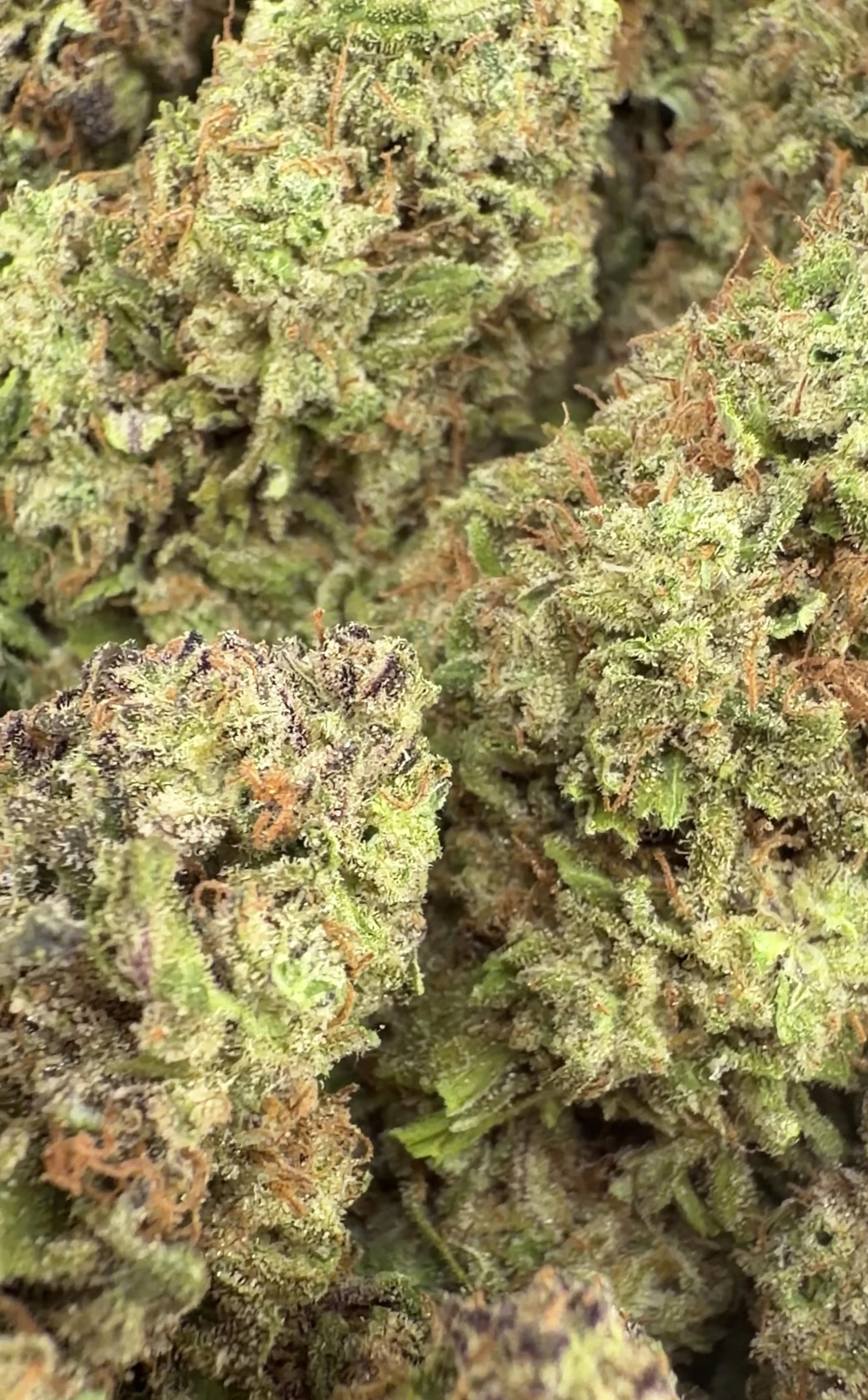 Grandaddy Purple - Indica