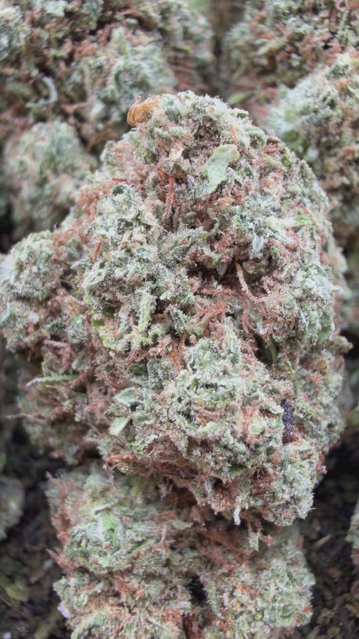 Buy 14g get 14g Free- Berry White