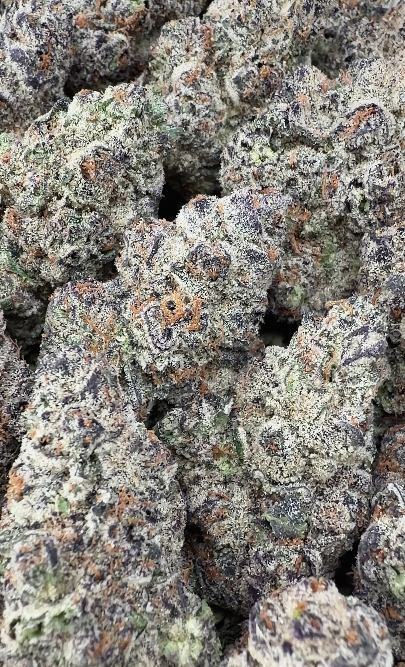 Sunset Sherbert - Indica Hybrid