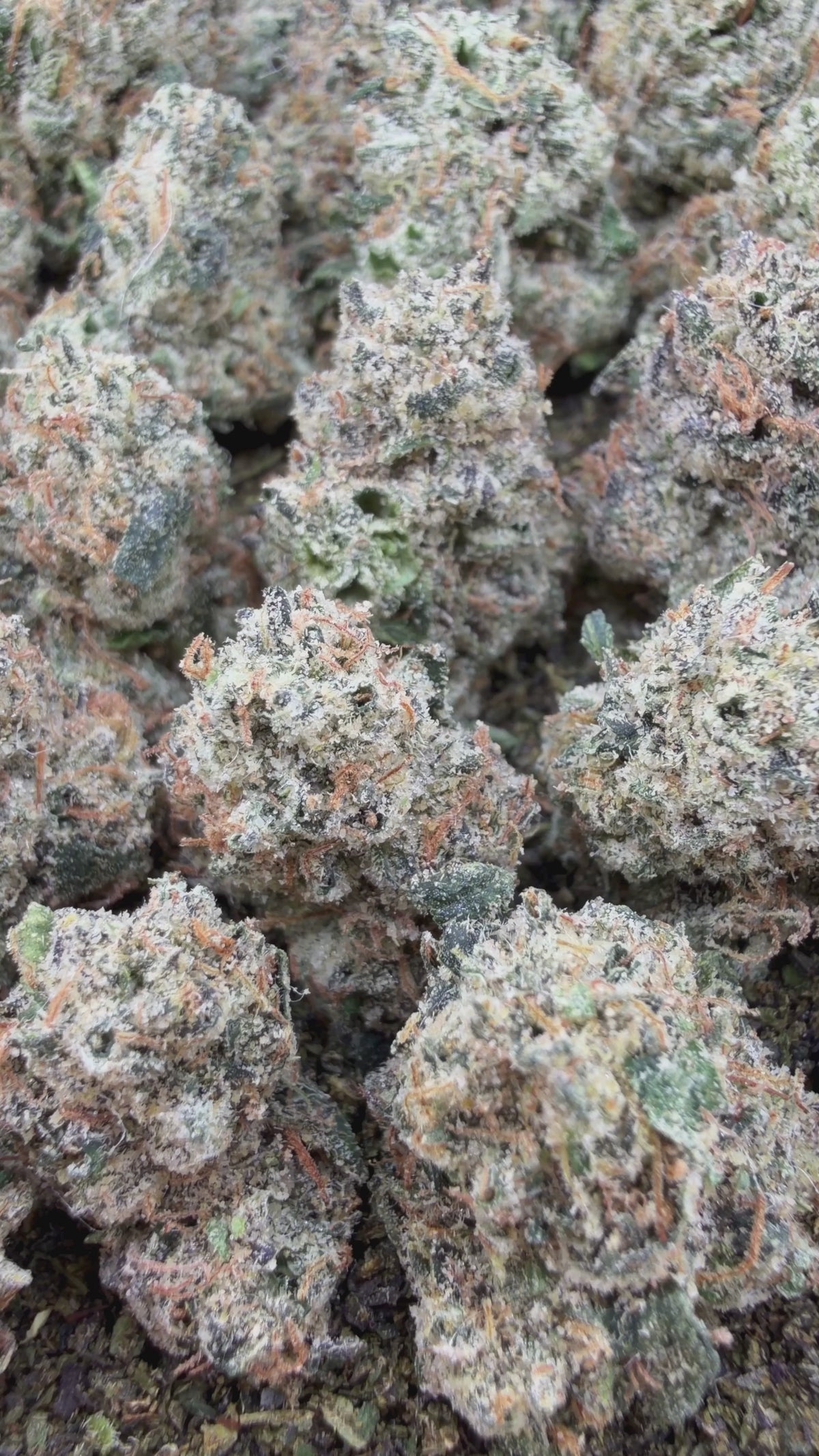 Buy 14g get 14g: Super Runtz Smalls- Hybrid