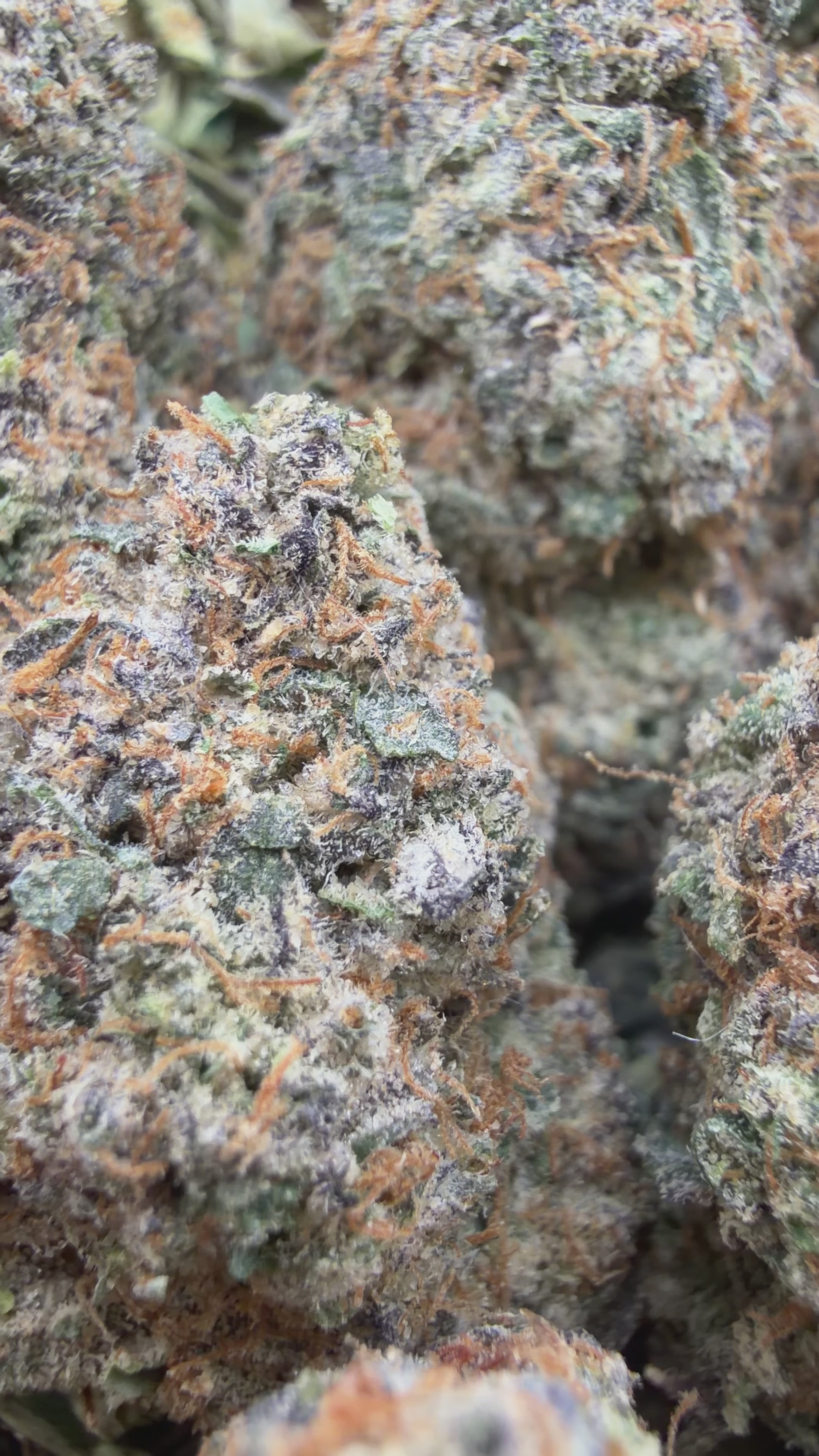 Georgia Pie- Hybrid  ( Wholesale )