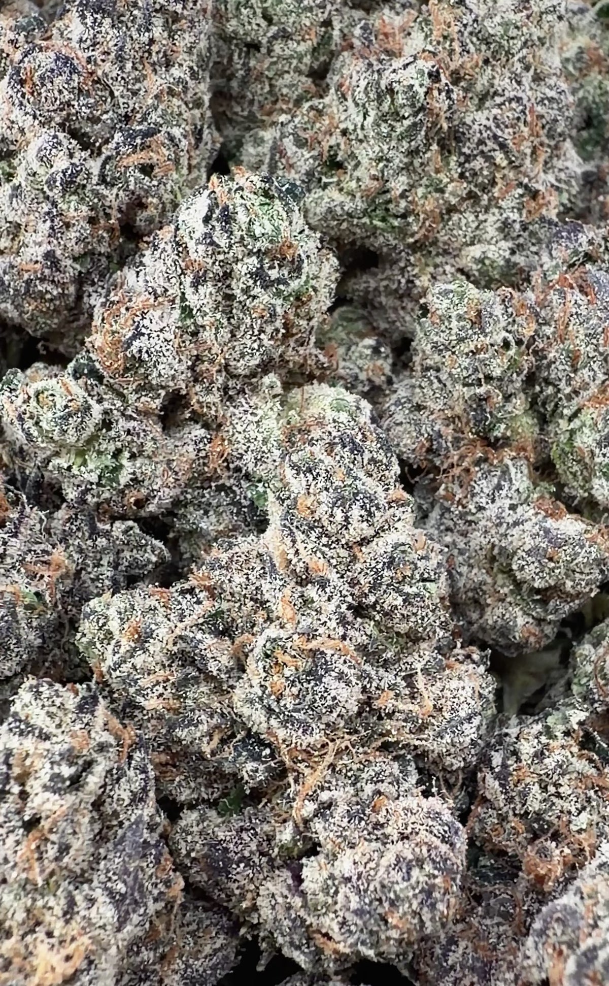 Warhead - Sativa Hybrid