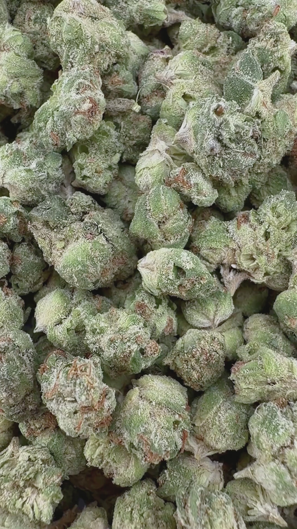 (Bogo 14g Get 14g Free)Garlicane Micro- Indica Hybrid