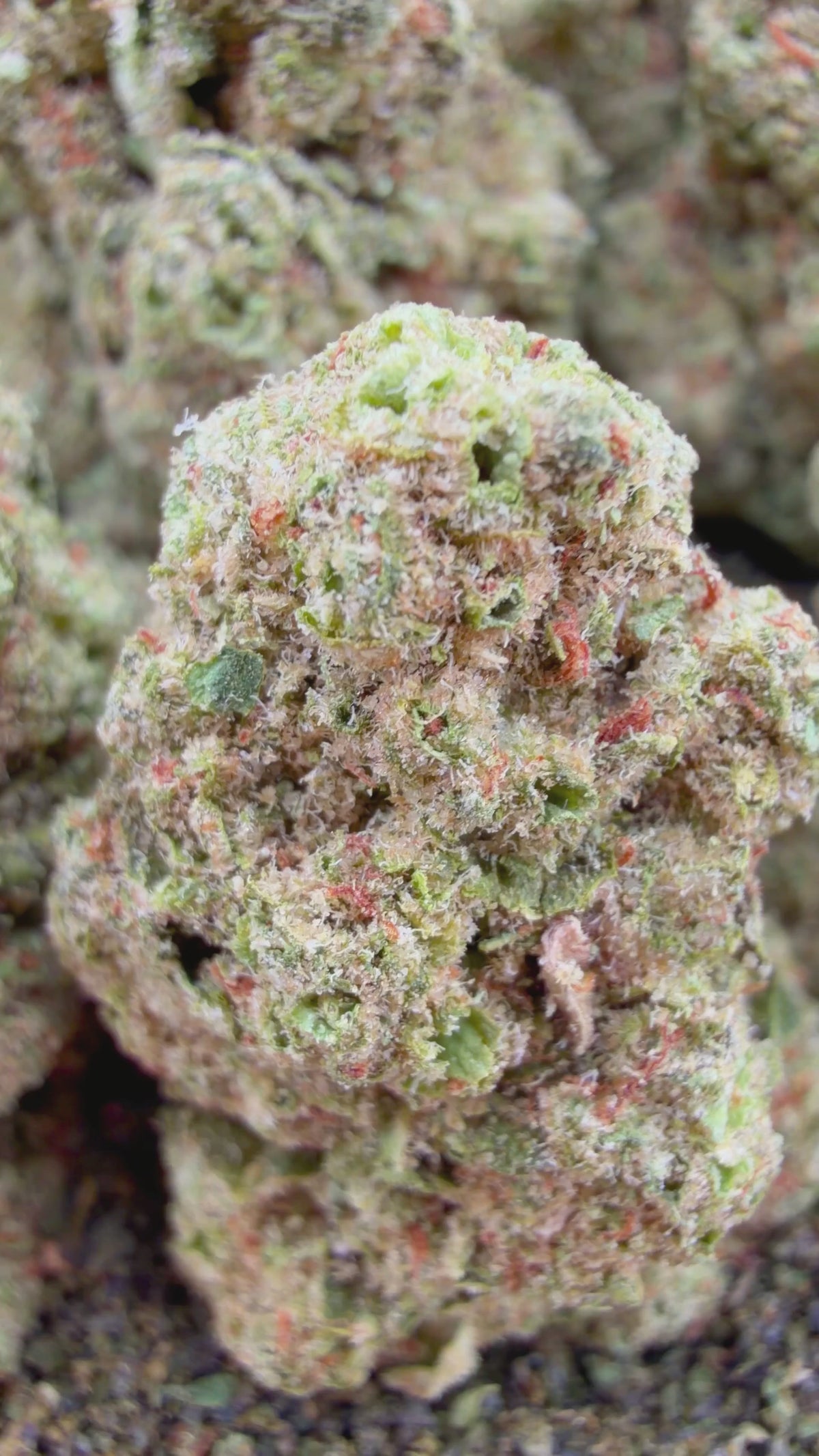Papaya- Indica Hybrid (Wholesale)