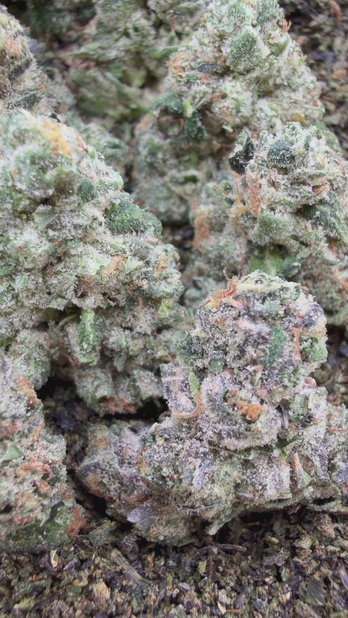 Exotic Toad Venom Smalls- Indica Hybrid
