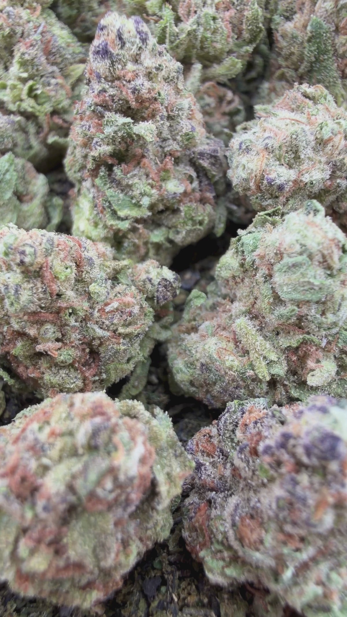 Biscotti Smalls- Indica Hybrid (Wholesale)