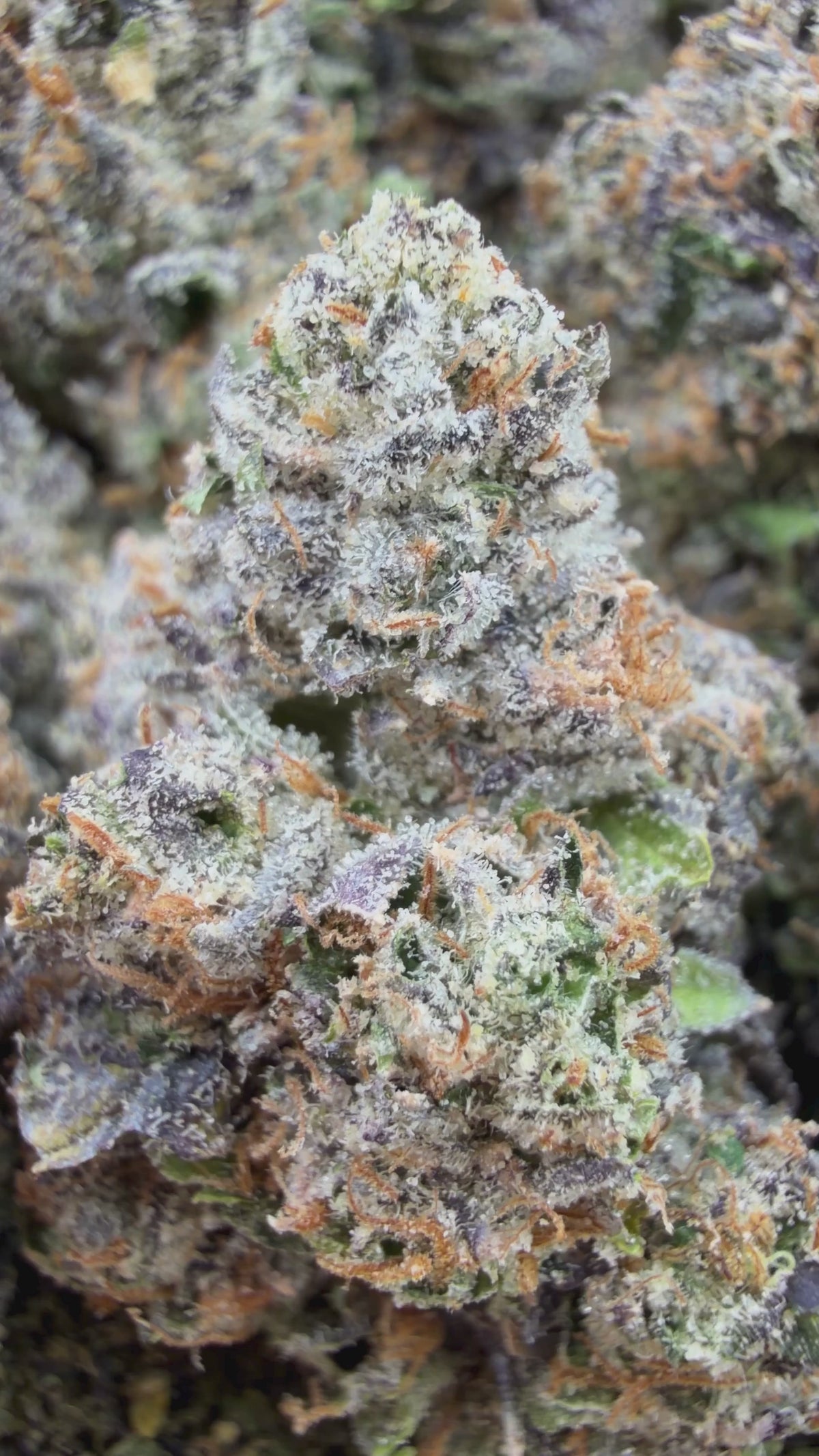 Cherry Skittles- Hybrid