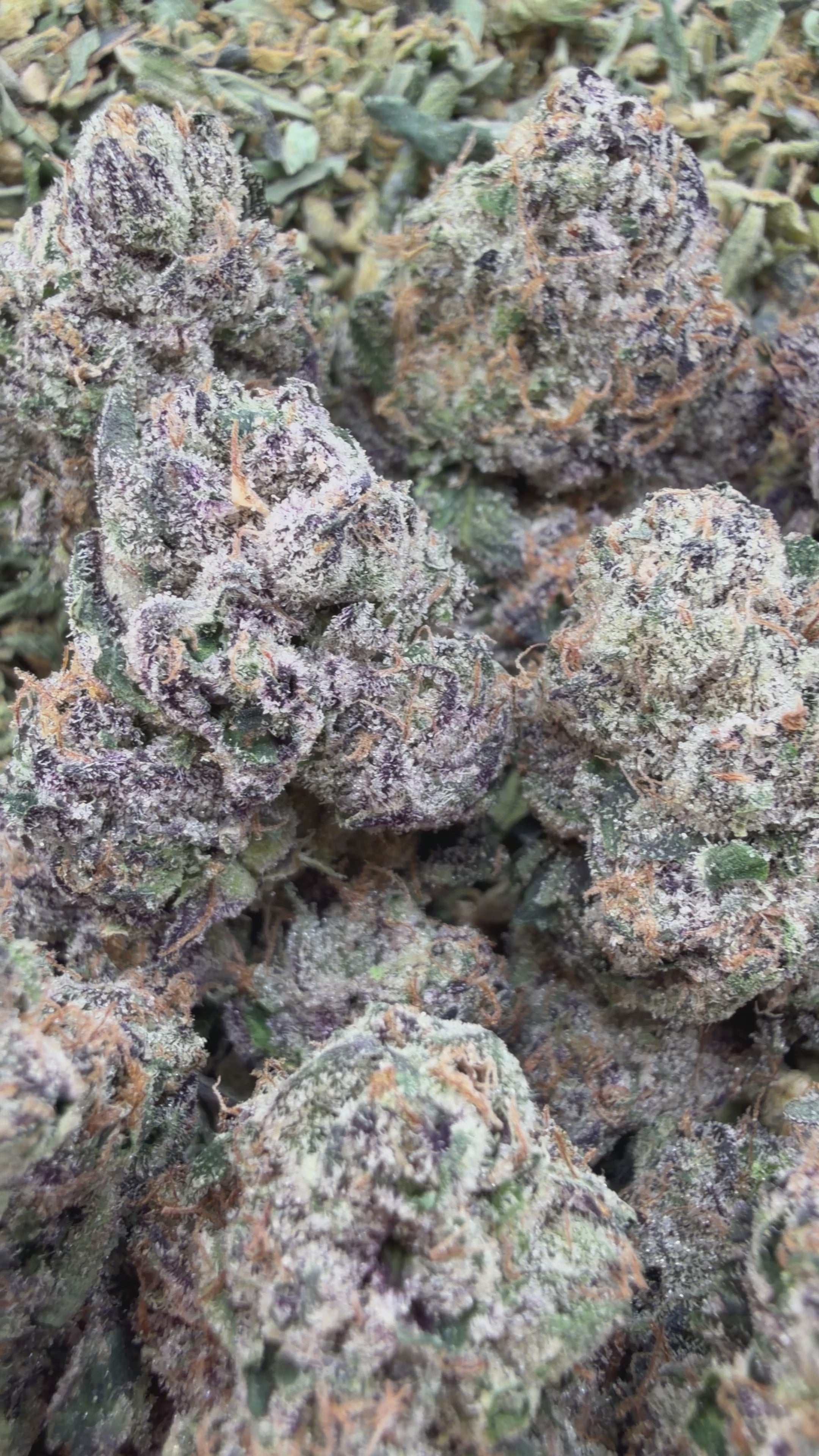 Fruity Pebbles - Hybrid