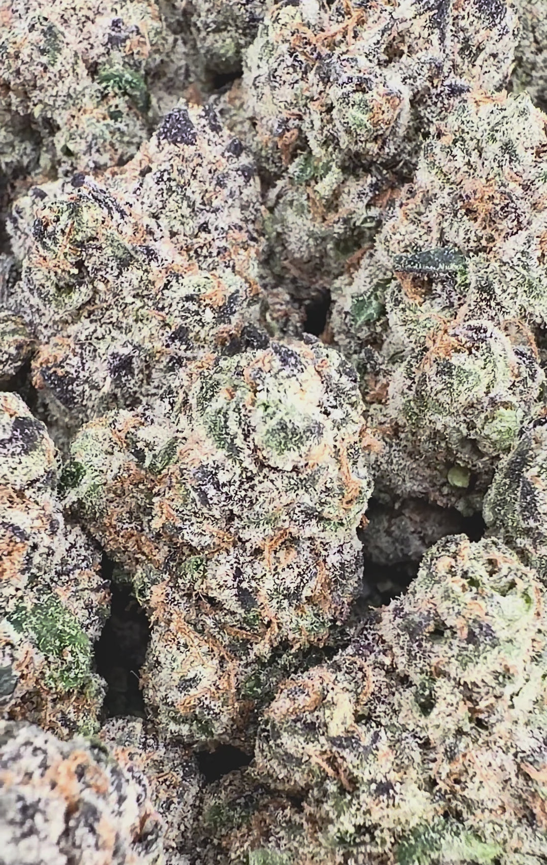 Bubblegum - Indica Hybrid