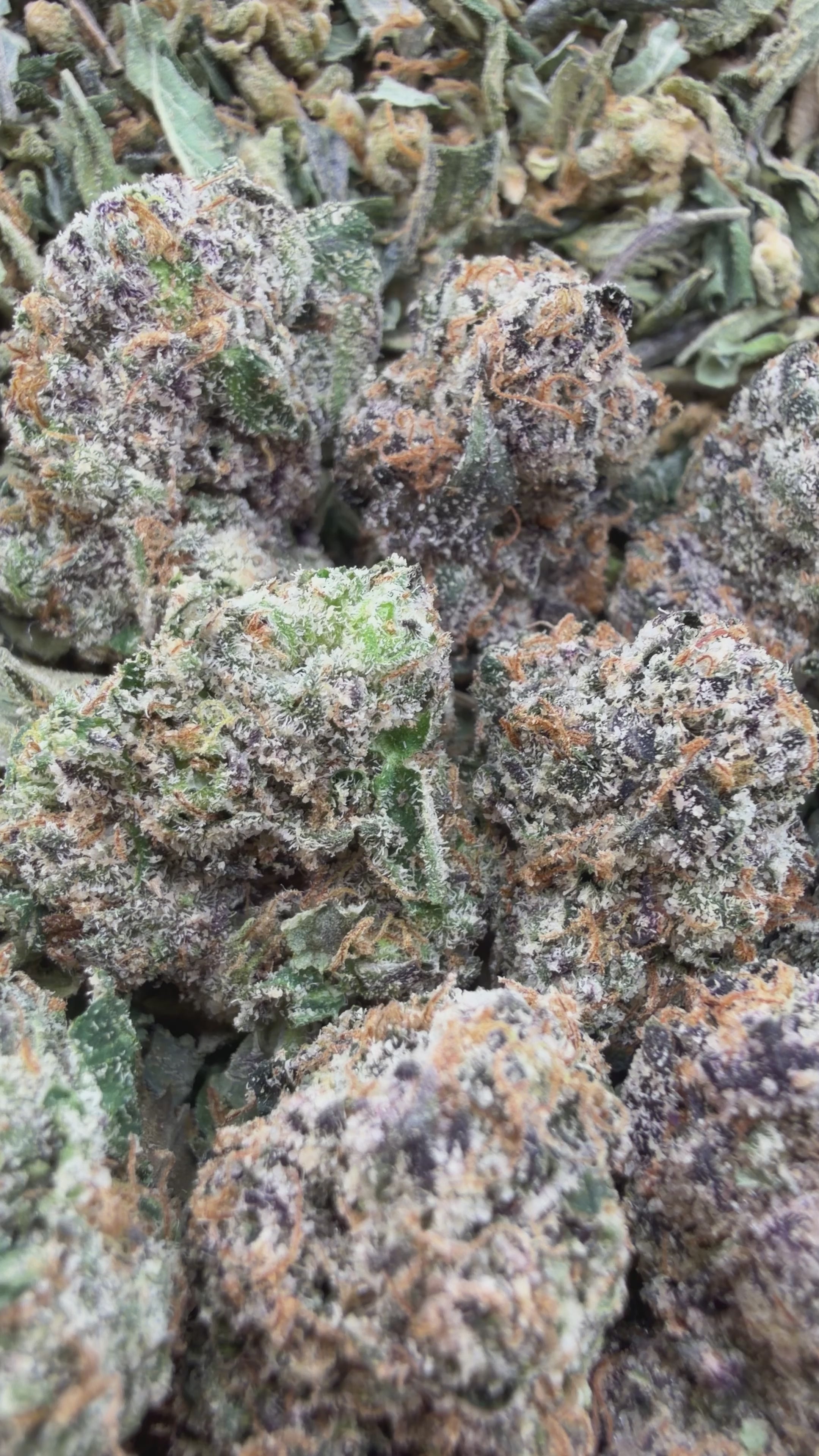 Gelato Smalls - Hybrid ( wholesale )