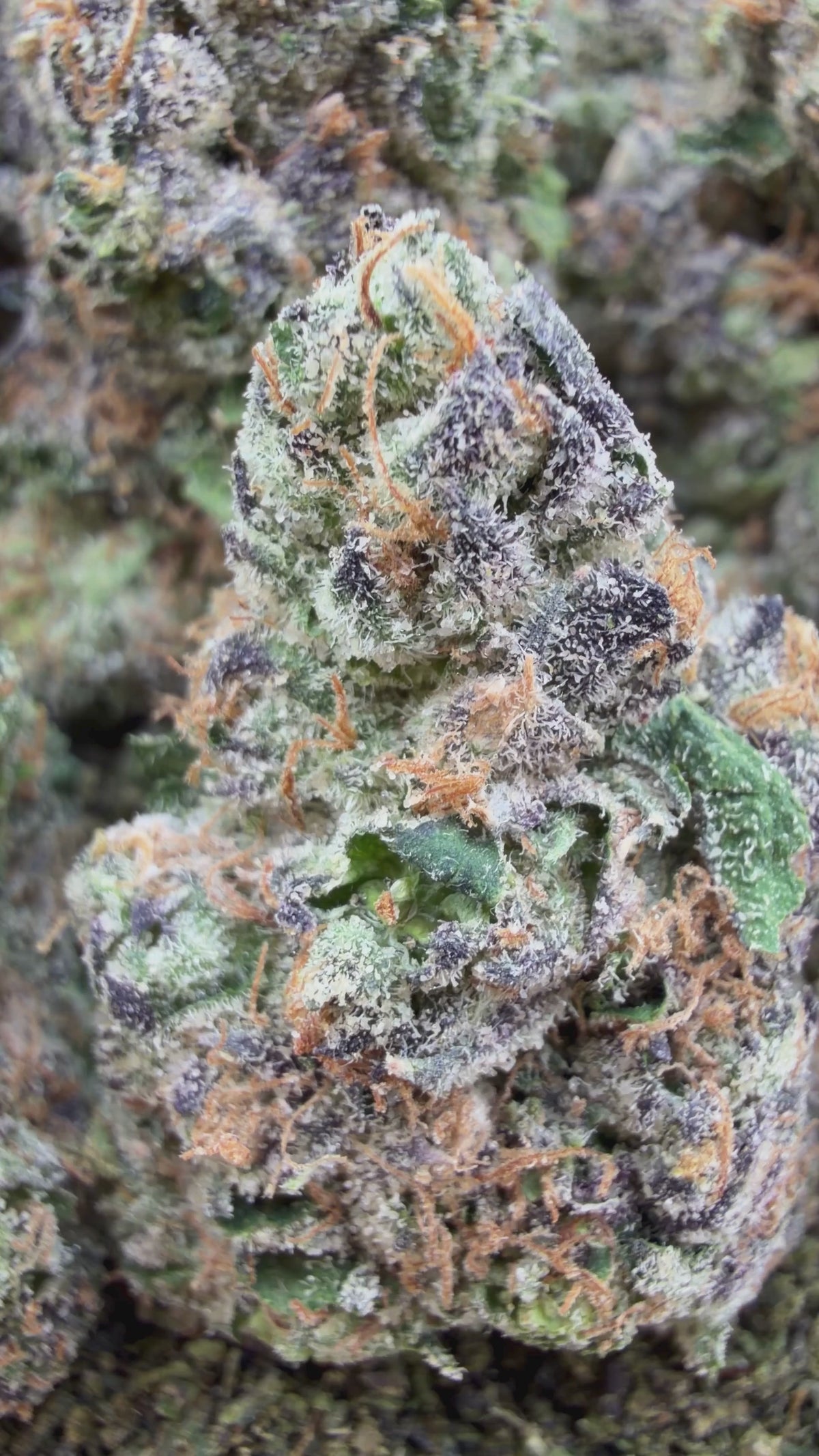 Lemon Cherry Gelato- Indica Hybrid