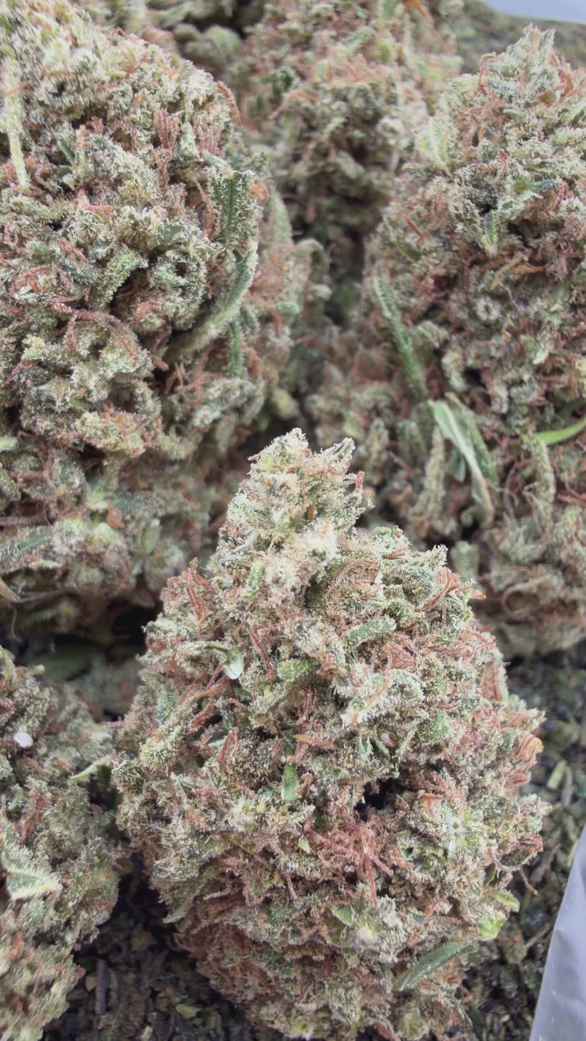 Tropicana Cherry- Hybrid (Wholesale)
