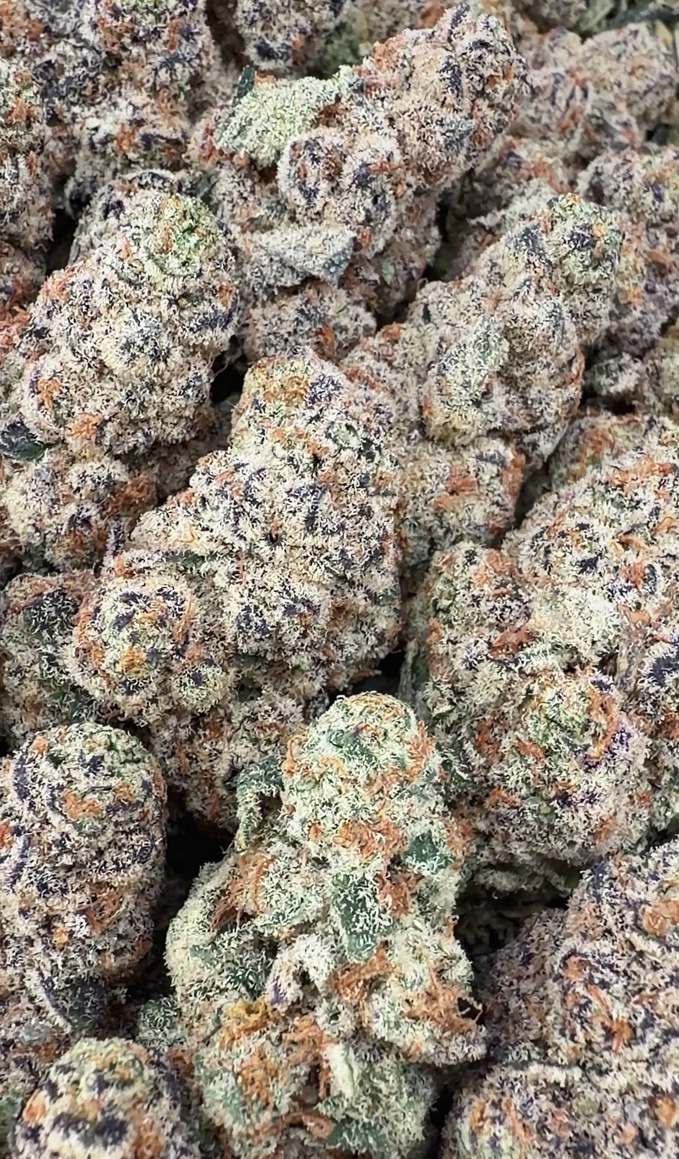 Garlicane - Indica Hybrid