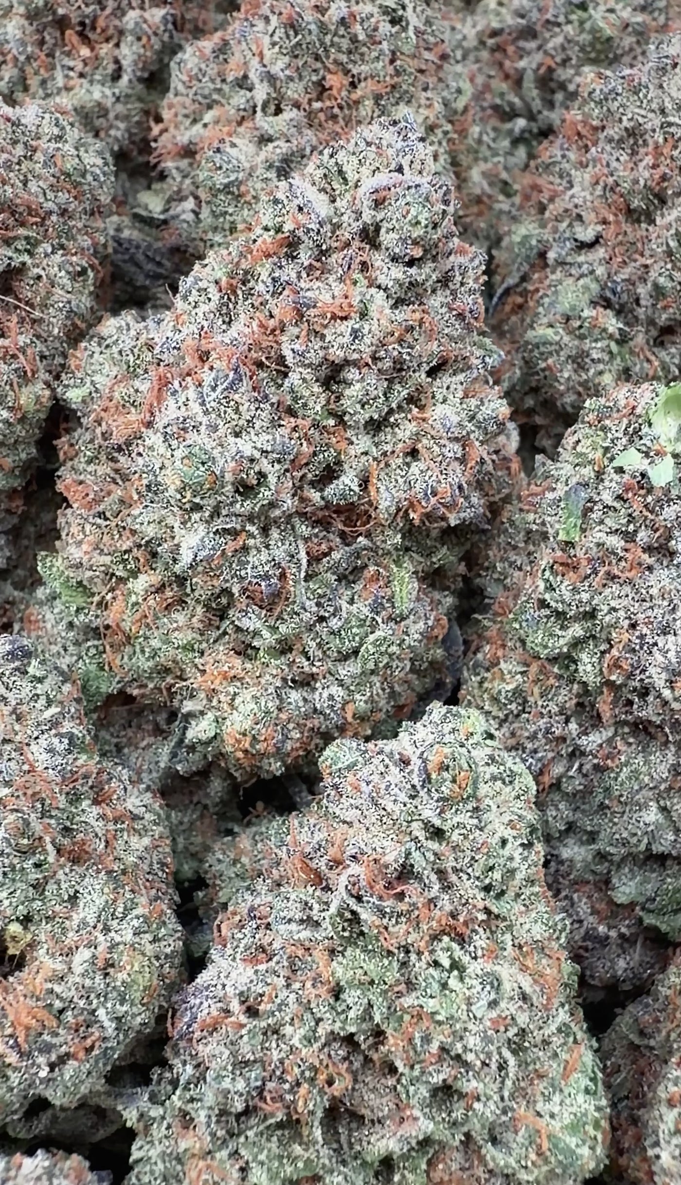 B-day Cake- Indica Hybrid