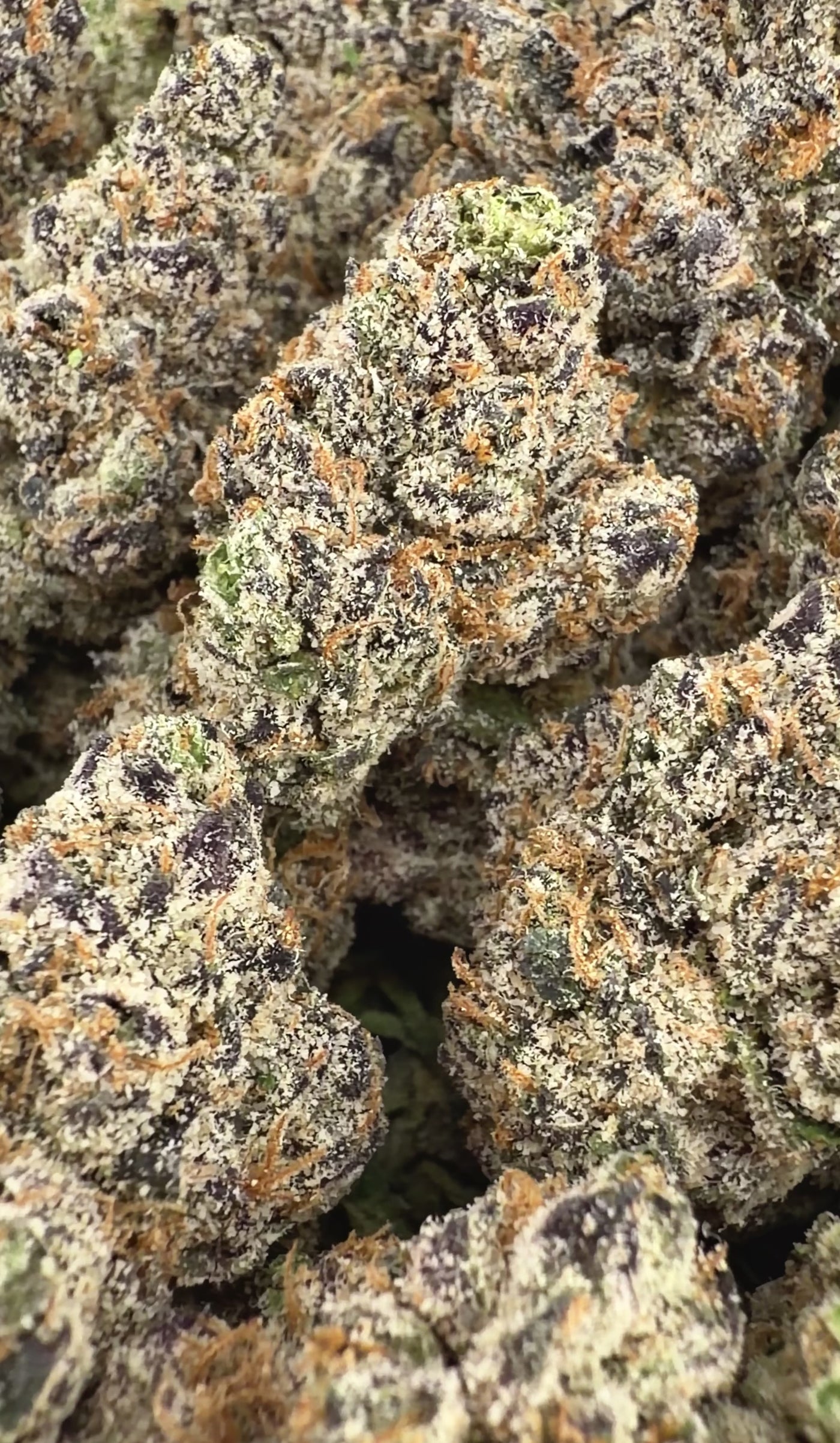 Candy Gelato- Hybrid