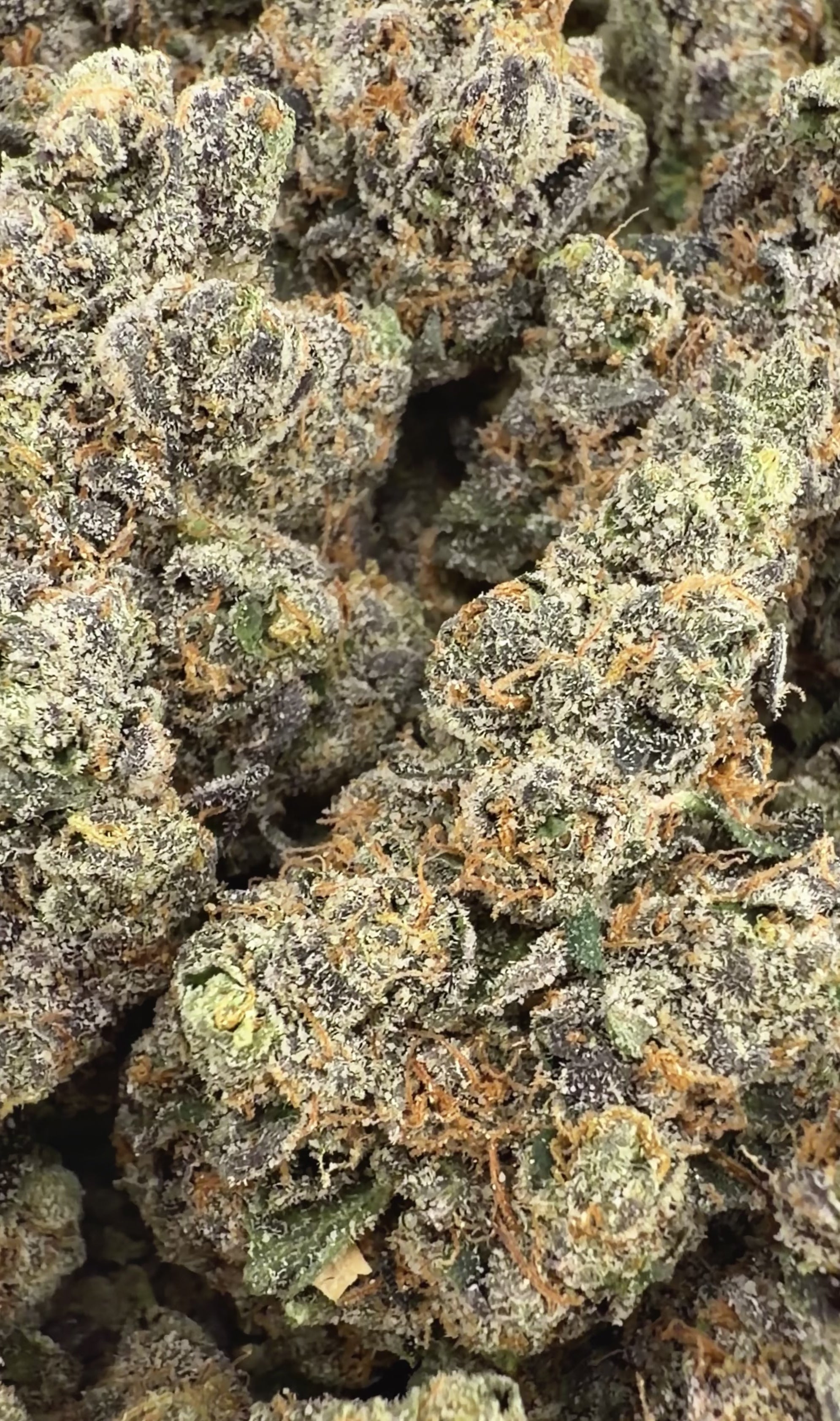 Sunset Sherbert - Indica Hybrid