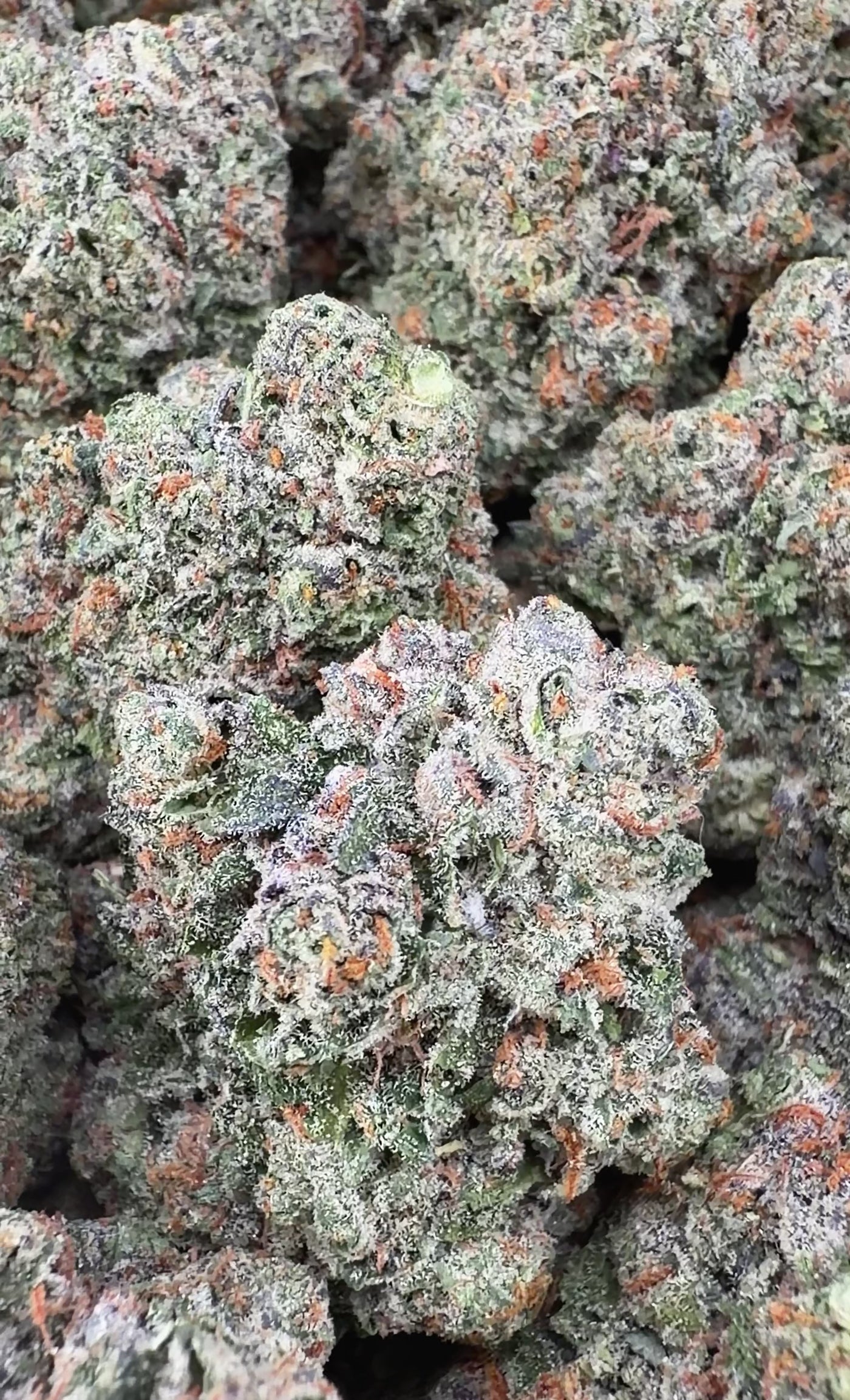 Gelato 41- Hybrid