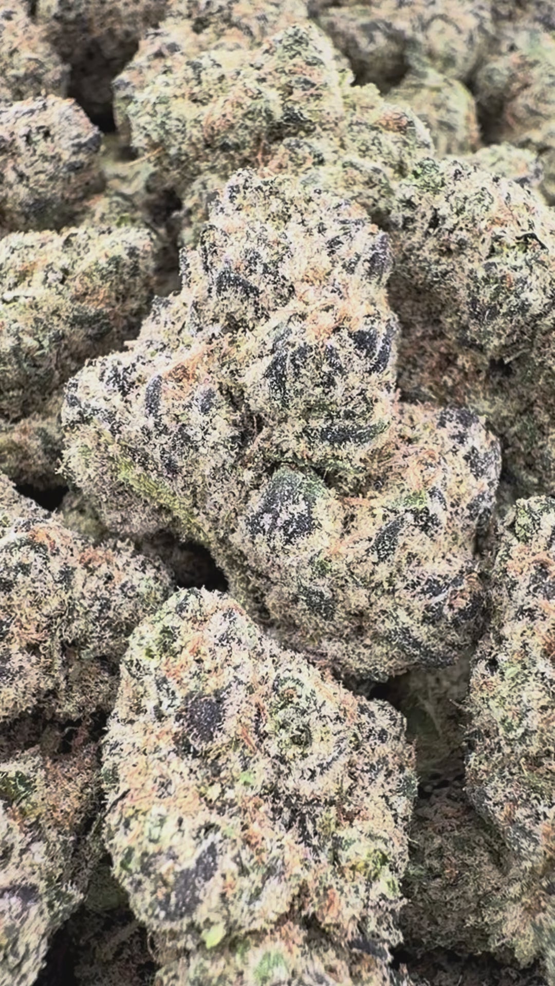 Gary Payton - Hybrid