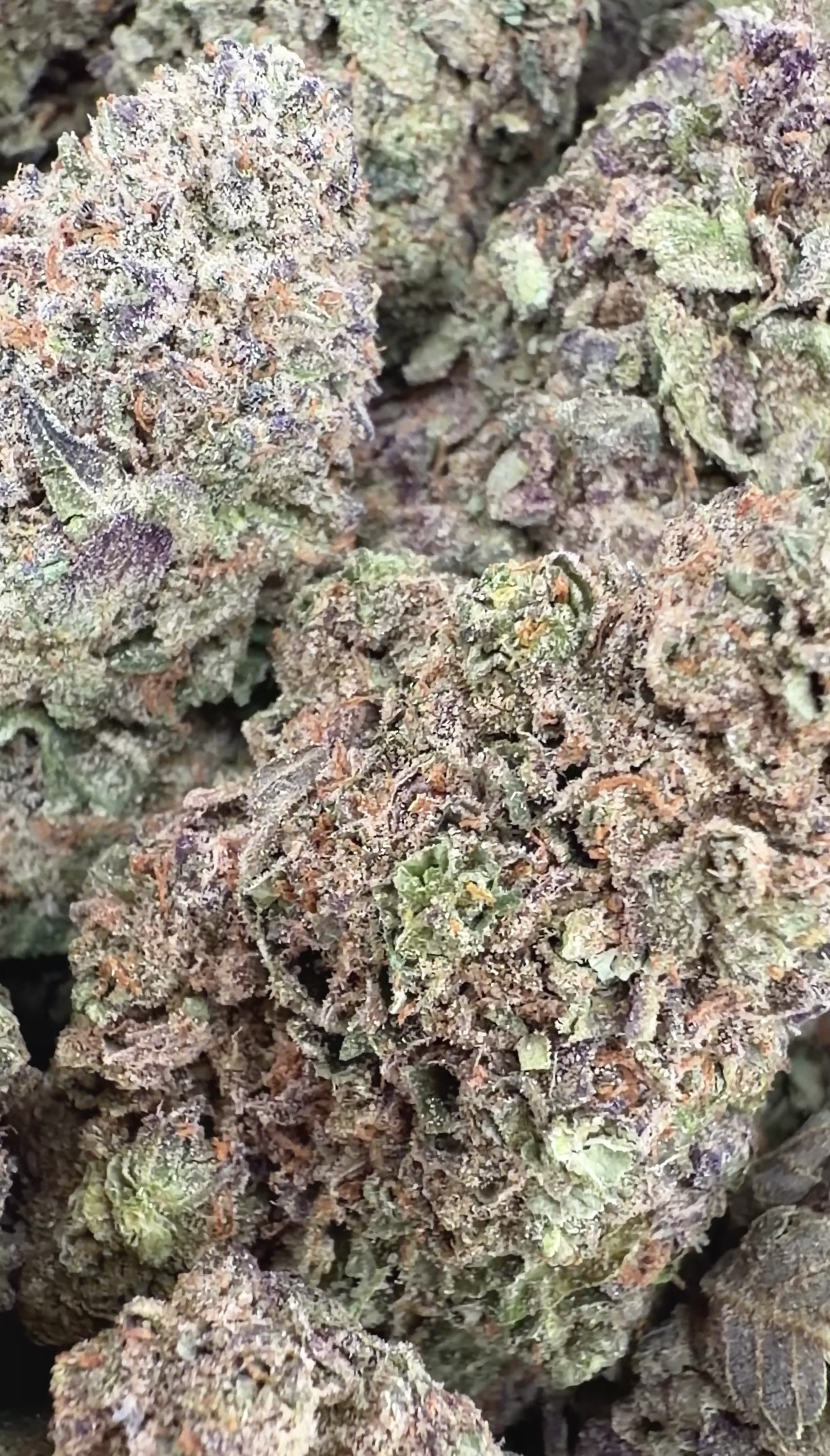 Lion's Cake - Hybrid