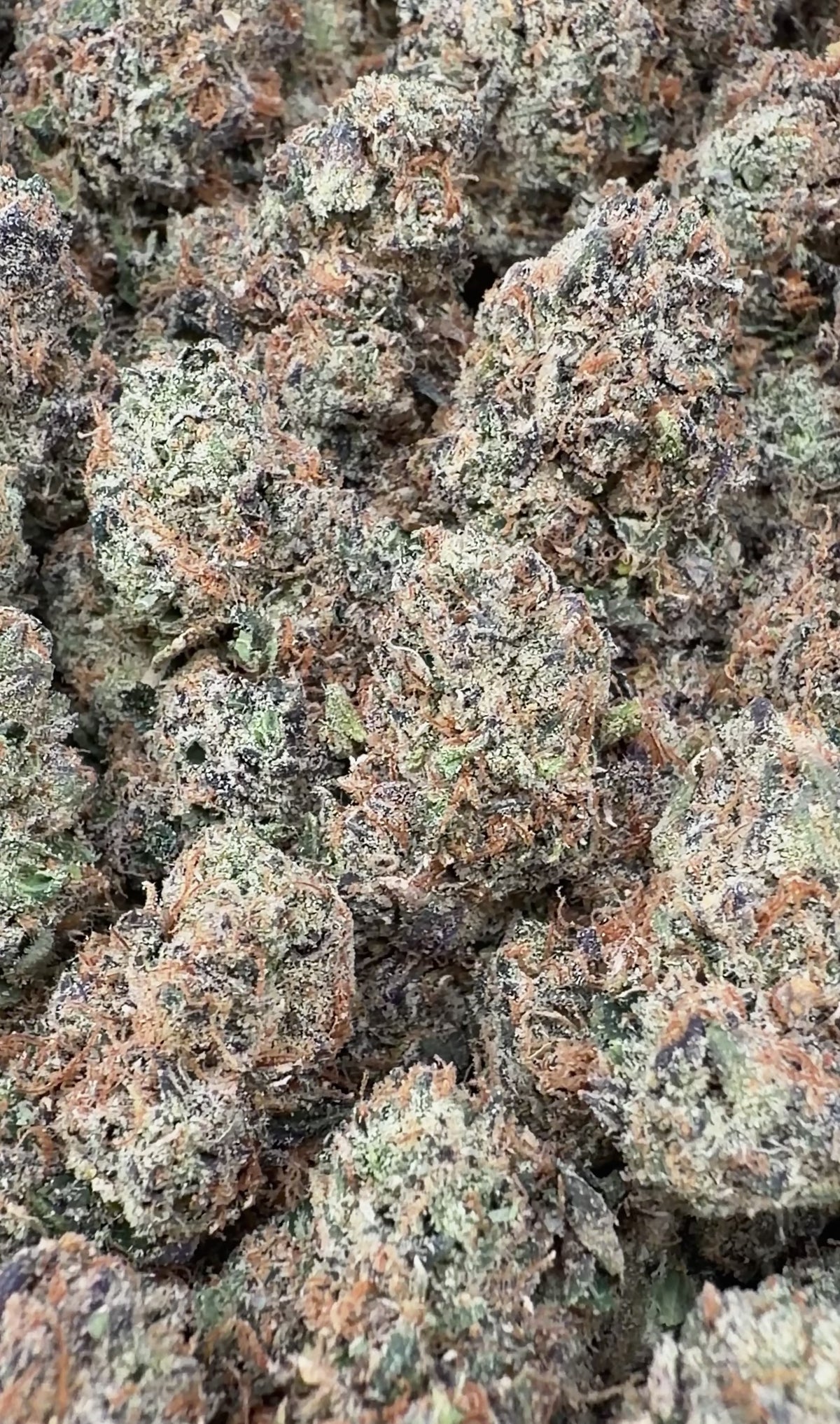 Jealousy Sherbet- Hybrid