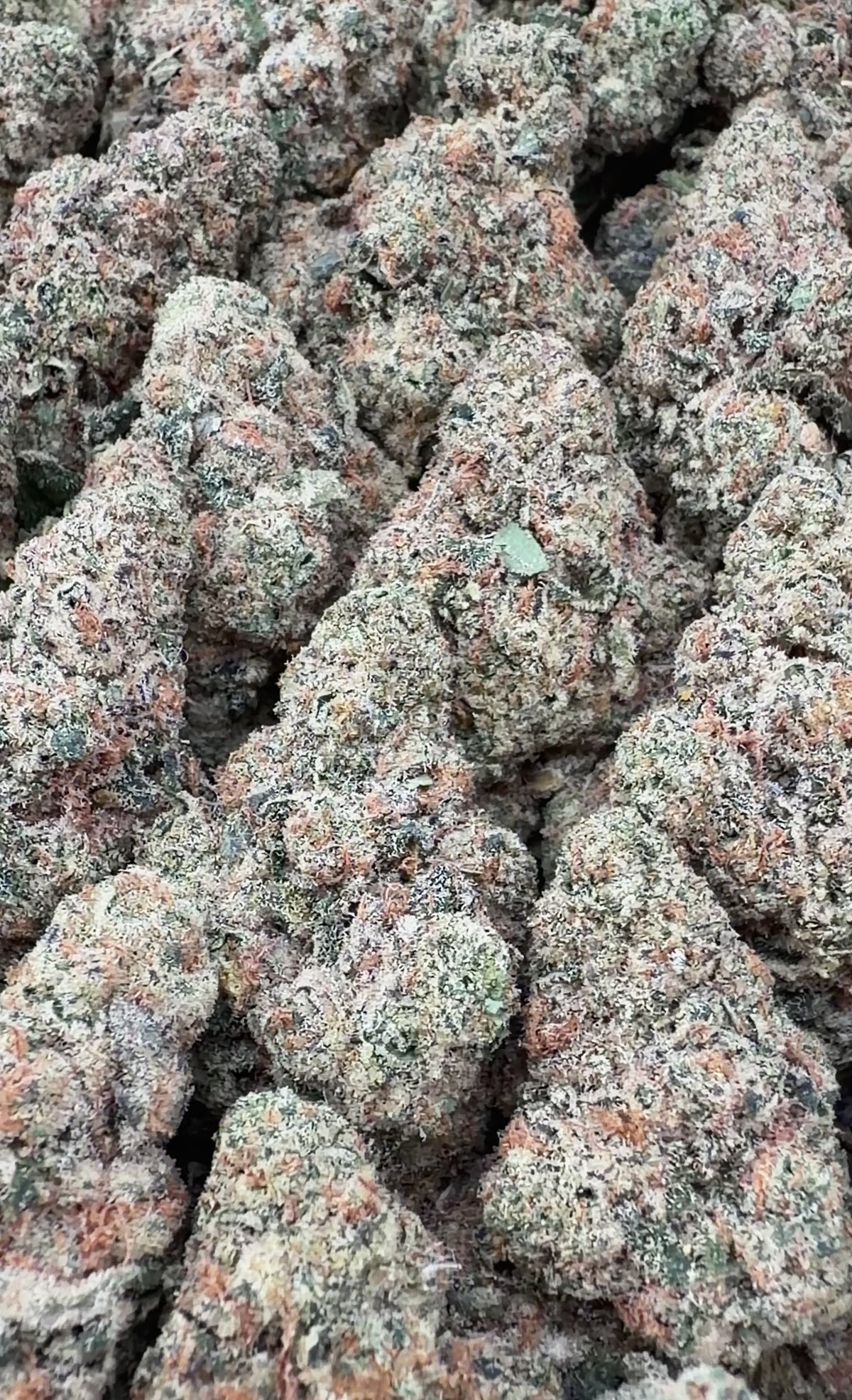Georgia Pie- Hybrid
