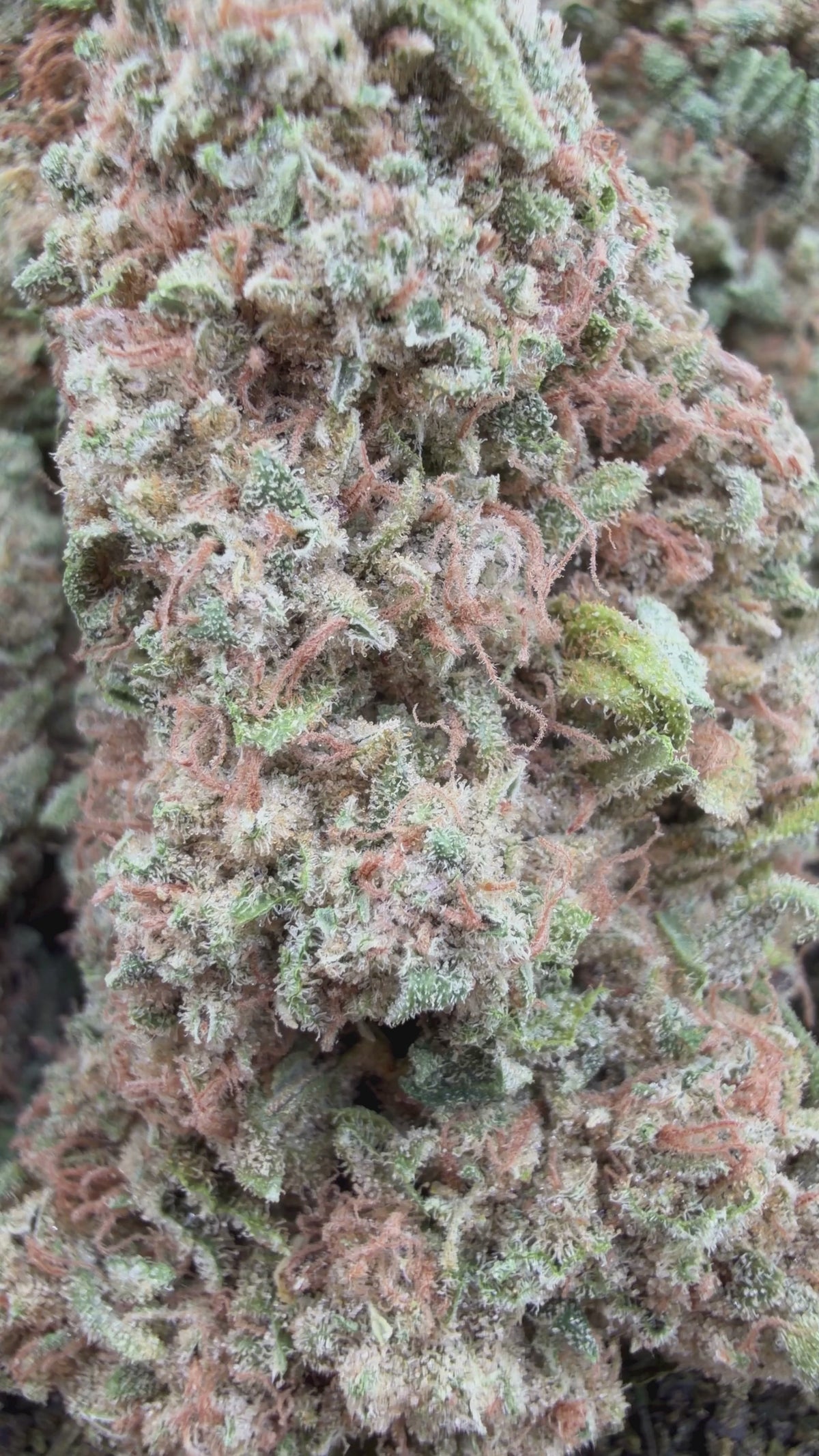 Biscotti Smalls- Indica Hybrid