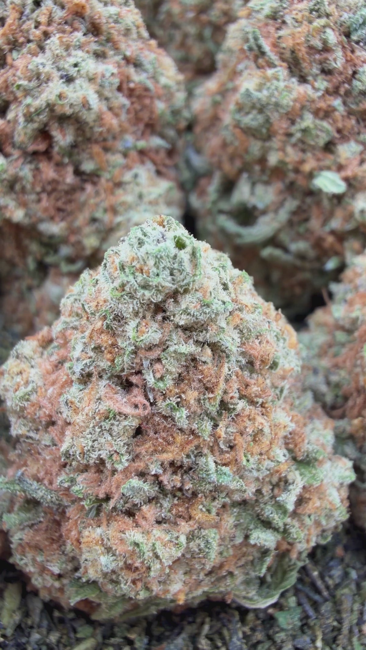 MAC 1 - Hybrid (Wholesale)