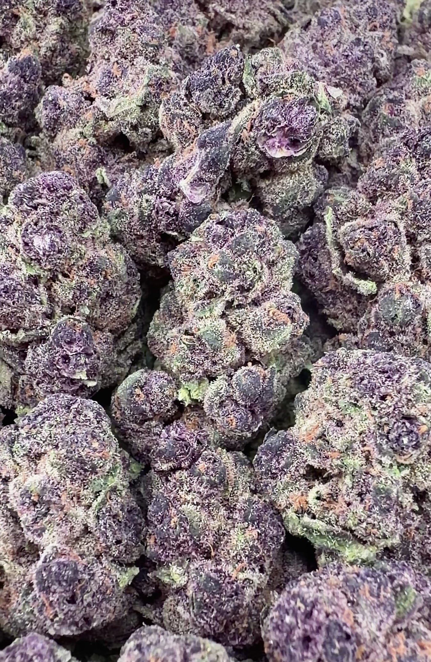 Tropicana Cookies- Sativa Hybrid