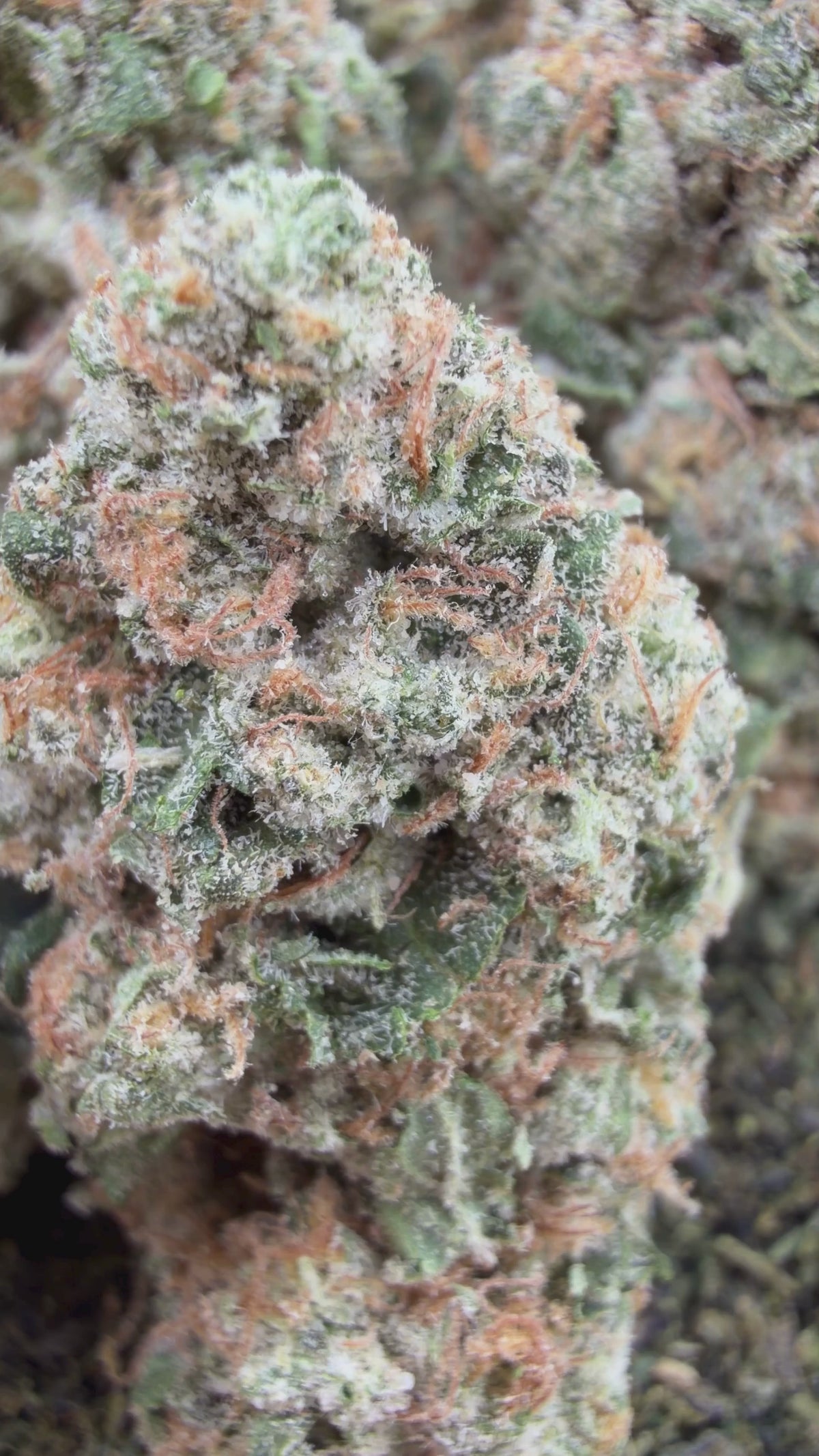 Super Runtz- Hybrid