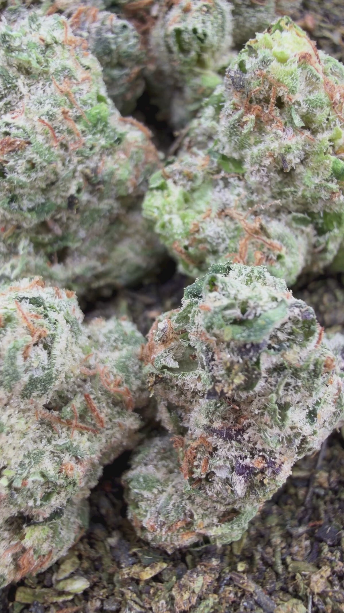 Exotic LCG Smalls- Indica Hybrid